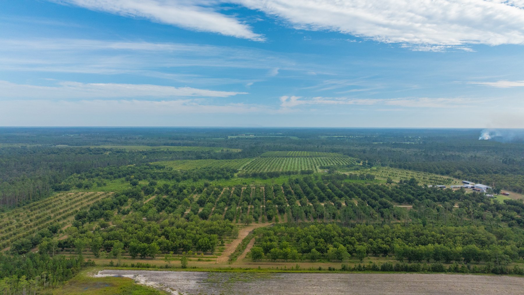 Image for 1,181± Acres - Patten Orchard - Premium Irrigated Pecan Operation - Long-Term Orchard Income w/ Improvements - Merchantable Timber Stand & Creek Frontage