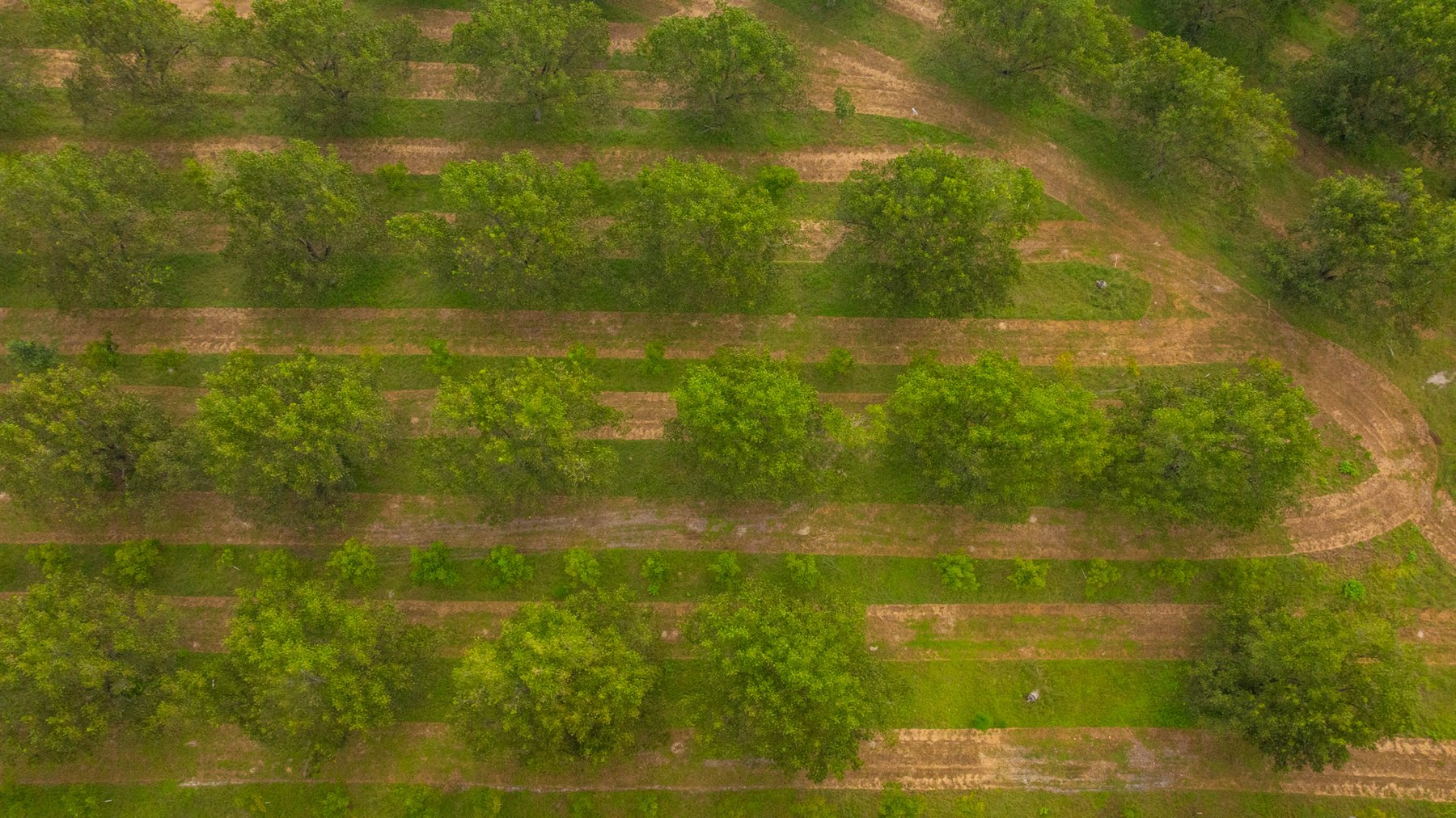 Image for 1,181± Acres - Patten Orchard - Premium Irrigated Pecan Operation - Long-Term Orchard Income w/ Improvements - Merchantable Timber Stand & Creek Frontage