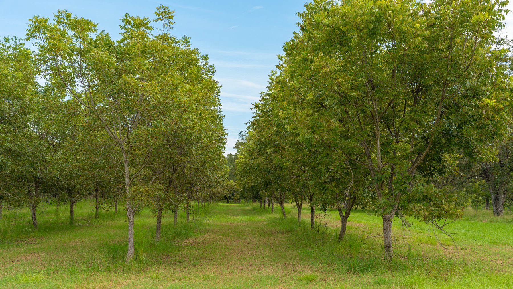 Image for 1,181± Acres - Patten Orchard - Premium Irrigated Pecan Operation - Long-Term Orchard Income w/ Improvements - Merchantable Timber Stand & Creek Frontage