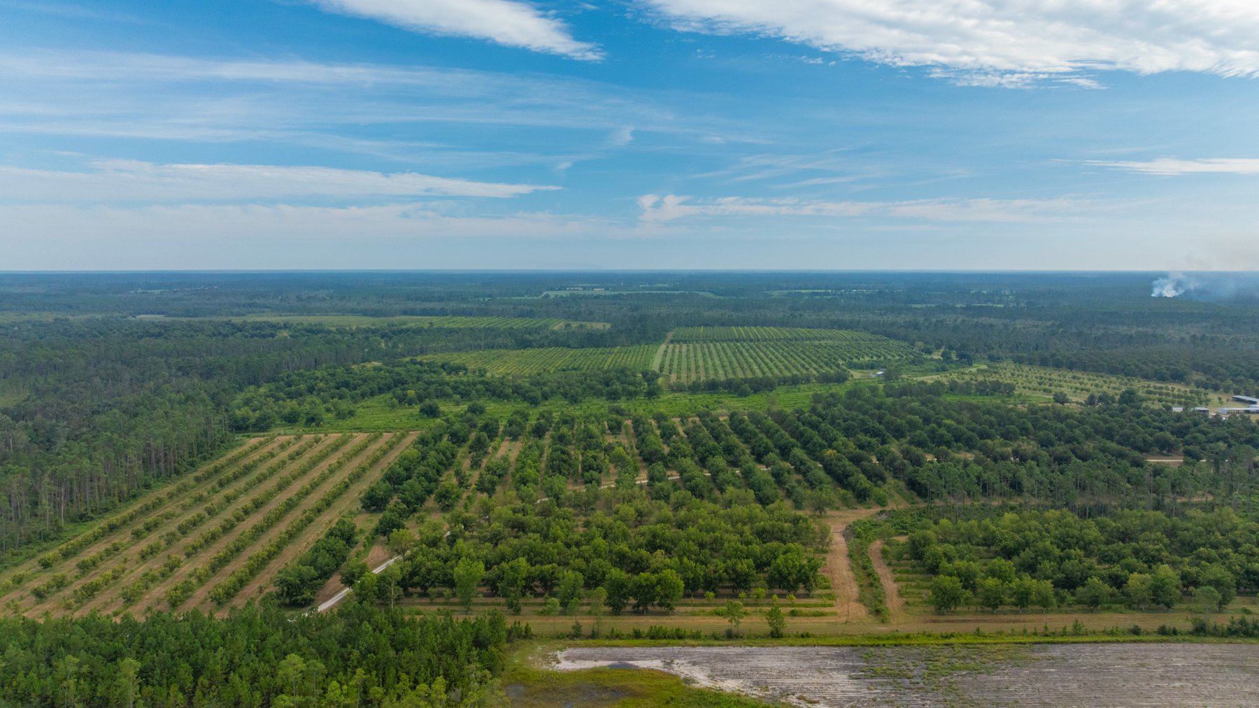 Image for 1,181± Acres - Patten Orchard - Premium Irrigated Pecan Operation - Long-Term Orchard Income w/ Improvements - Merchantable Timber Stand & Creek Frontage