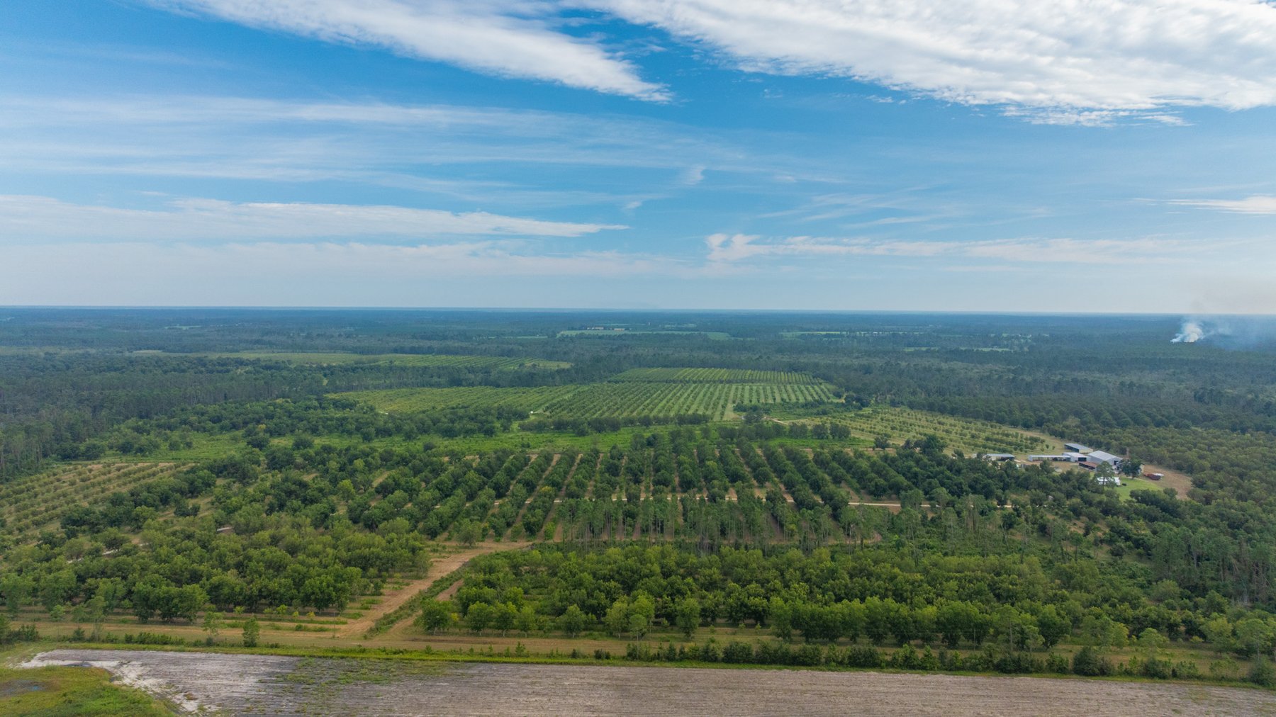 Image for 1,181± Acres - Patten Orchard - Premium Irrigated Pecan Operation - Long-Term Orchard Income w/ Improvements - Merchantable Timber Stand & Creek Frontage