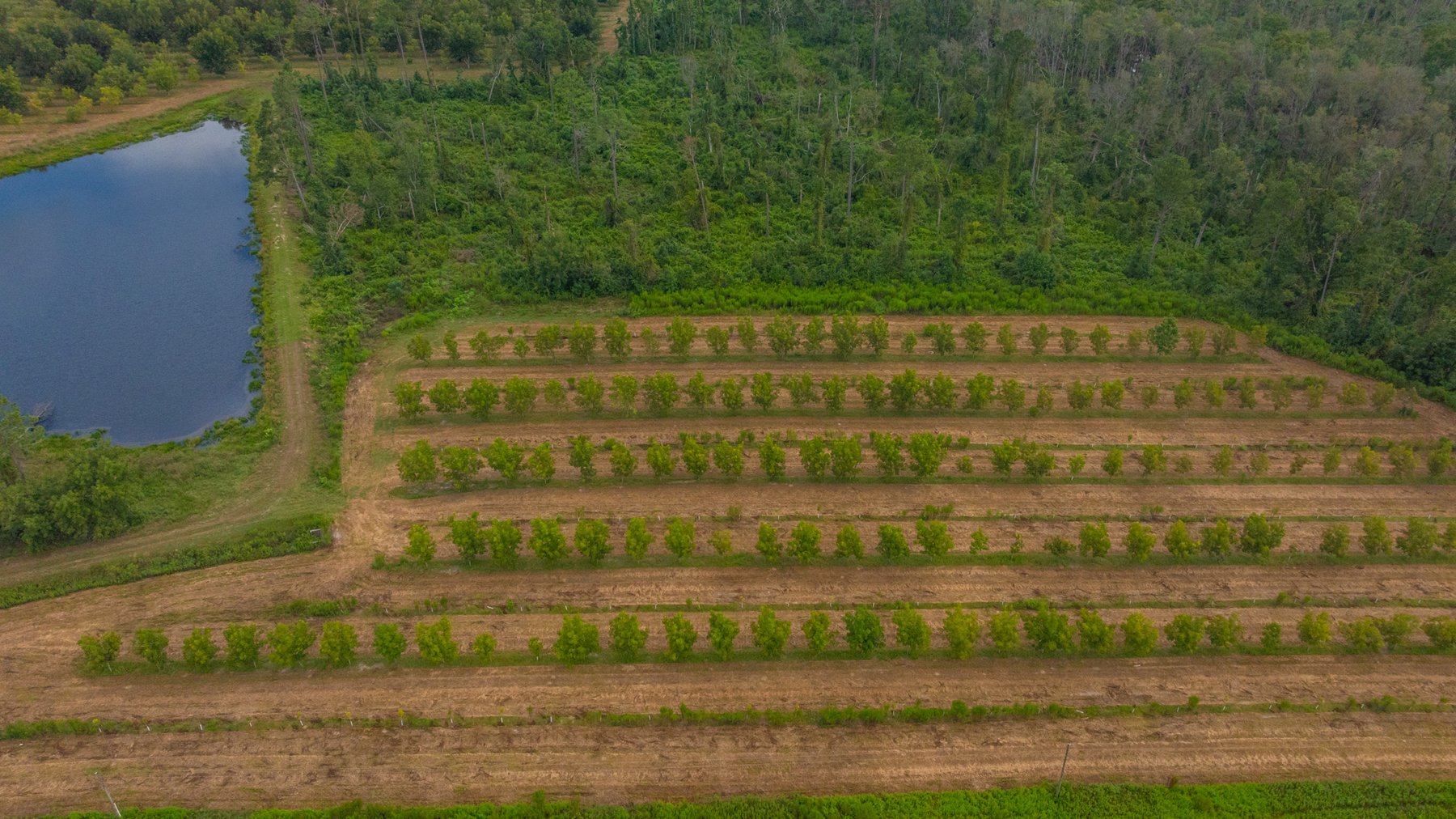 Image for 1,181± Acres - Patten Orchard - Premium Irrigated Pecan Operation - Long-Term Orchard Income w/ Improvements - Merchantable Timber Stand & Creek Frontage