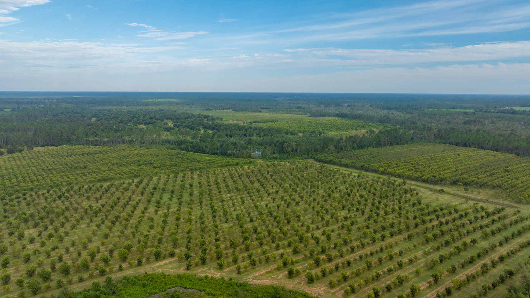 Image for 1,181± Acres - Patten Orchard - Premium Irrigated Pecan Operation - Long-Term Orchard Income w/ Improvements - Merchantable Timber Stand & Creek Frontage