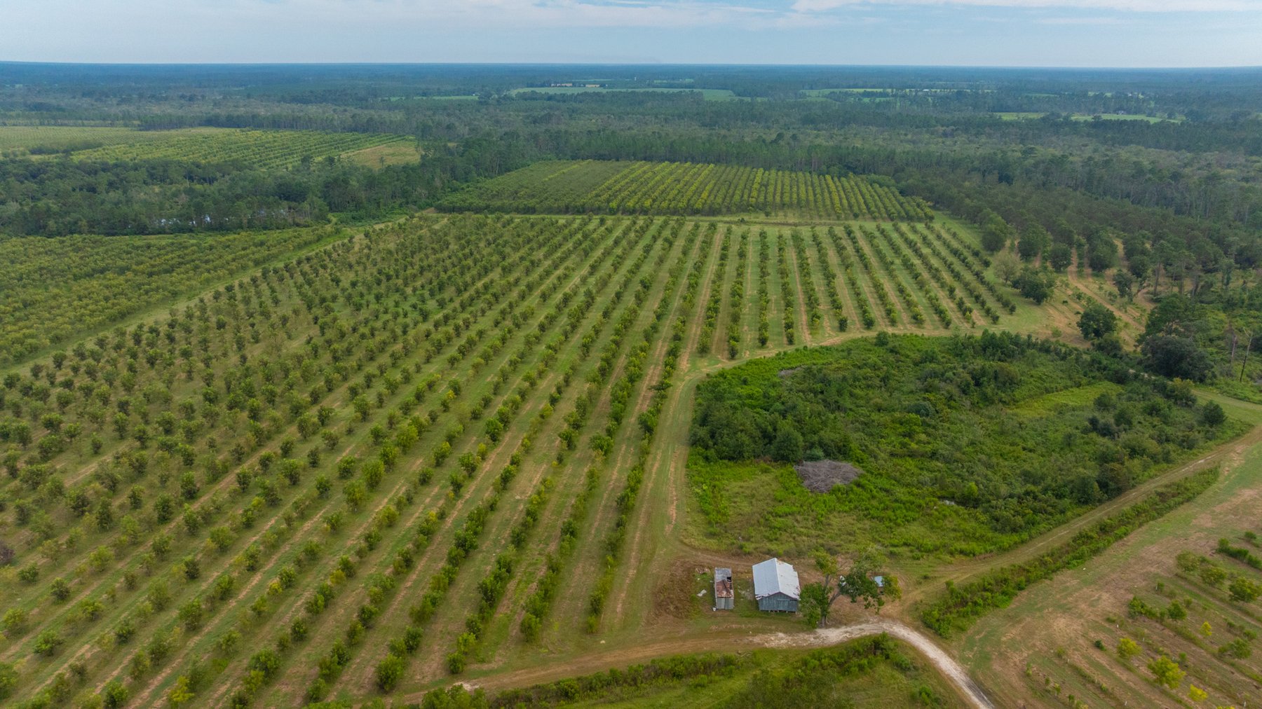 Image for 1,181± Acres - Patten Orchard - Premium Irrigated Pecan Operation - Long-Term Orchard Income w/ Improvements - Merchantable Timber Stand & Creek Frontage