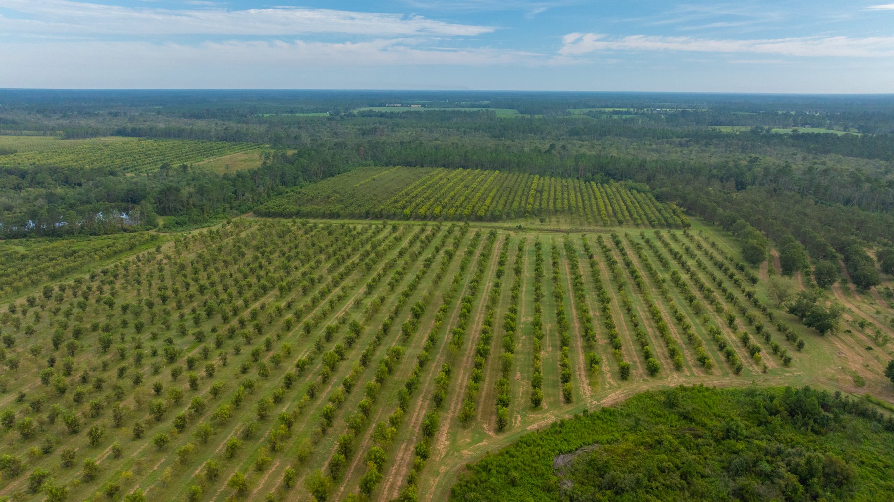 Image for 1,181± Acres - Patten Orchard - Premium Irrigated Pecan Operation - Long-Term Orchard Income w/ Improvements - Merchantable Timber Stand & Creek Frontage