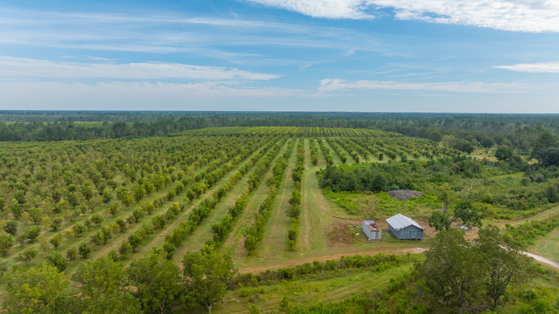 Image for 1,181± Acres - Patten Orchard - Premium Irrigated Pecan Operation - Long-Term Orchard Income w/ Improvements - Merchantable Timber Stand & Creek Frontage