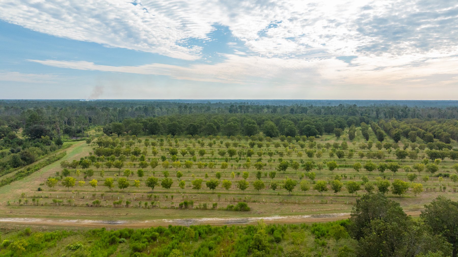 Image for 1,181± Acres - Patten Orchard - Premium Irrigated Pecan Operation - Long-Term Orchard Income w/ Improvements - Merchantable Timber Stand & Creek Frontage