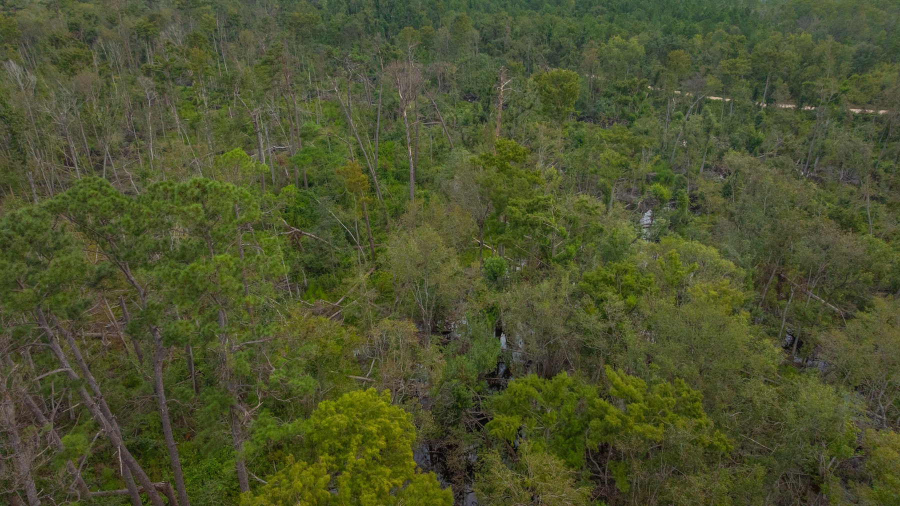 Image for 1,181± Acres - Patten Orchard - Premium Irrigated Pecan Operation - Long-Term Orchard Income w/ Improvements - Merchantable Timber Stand & Creek Frontage