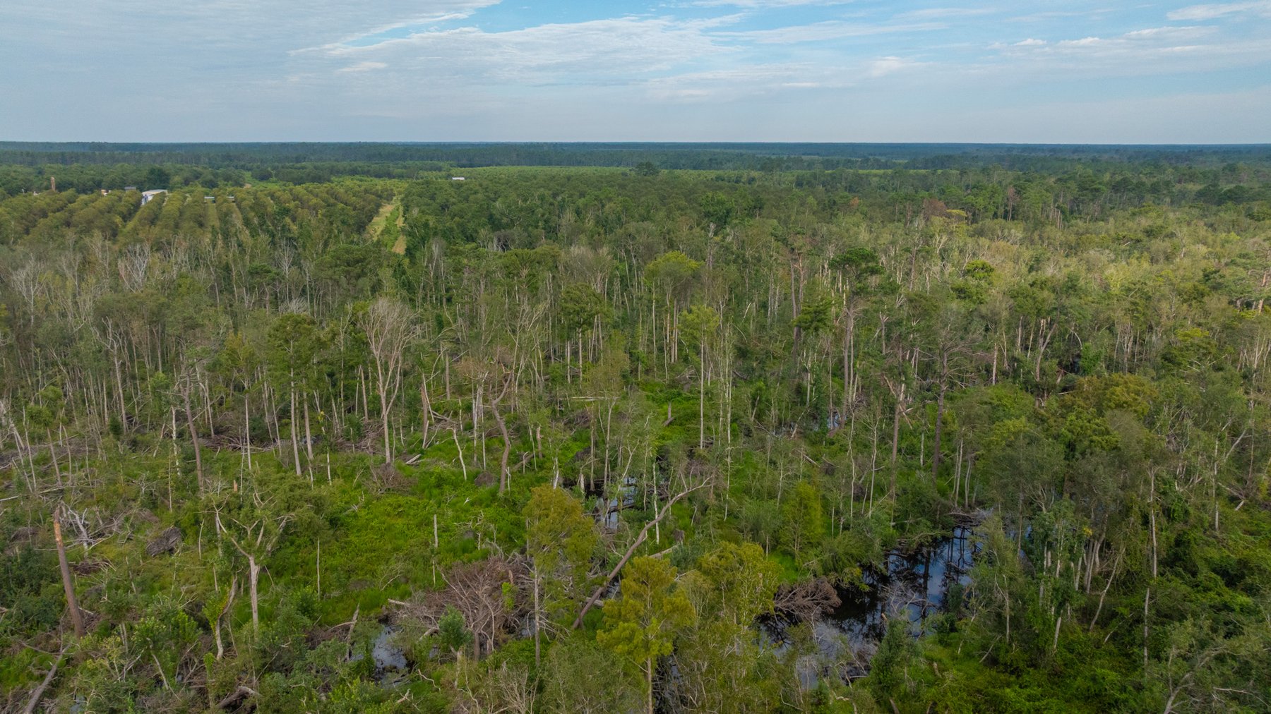 Image for 1,181± Acres - Patten Orchard - Premium Irrigated Pecan Operation - Long-Term Orchard Income w/ Improvements - Merchantable Timber Stand & Creek Frontage