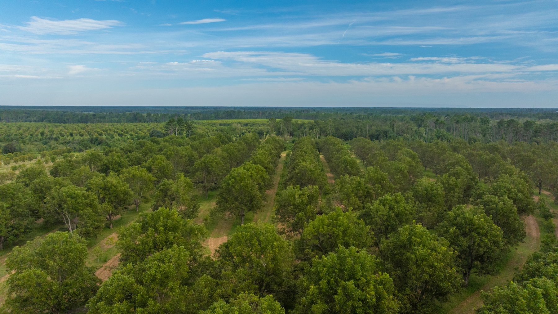 Image for 1,181± Acres - Patten Orchard - Premium Irrigated Pecan Operation - Long-Term Orchard Income w/ Improvements - Merchantable Timber Stand & Creek Frontage