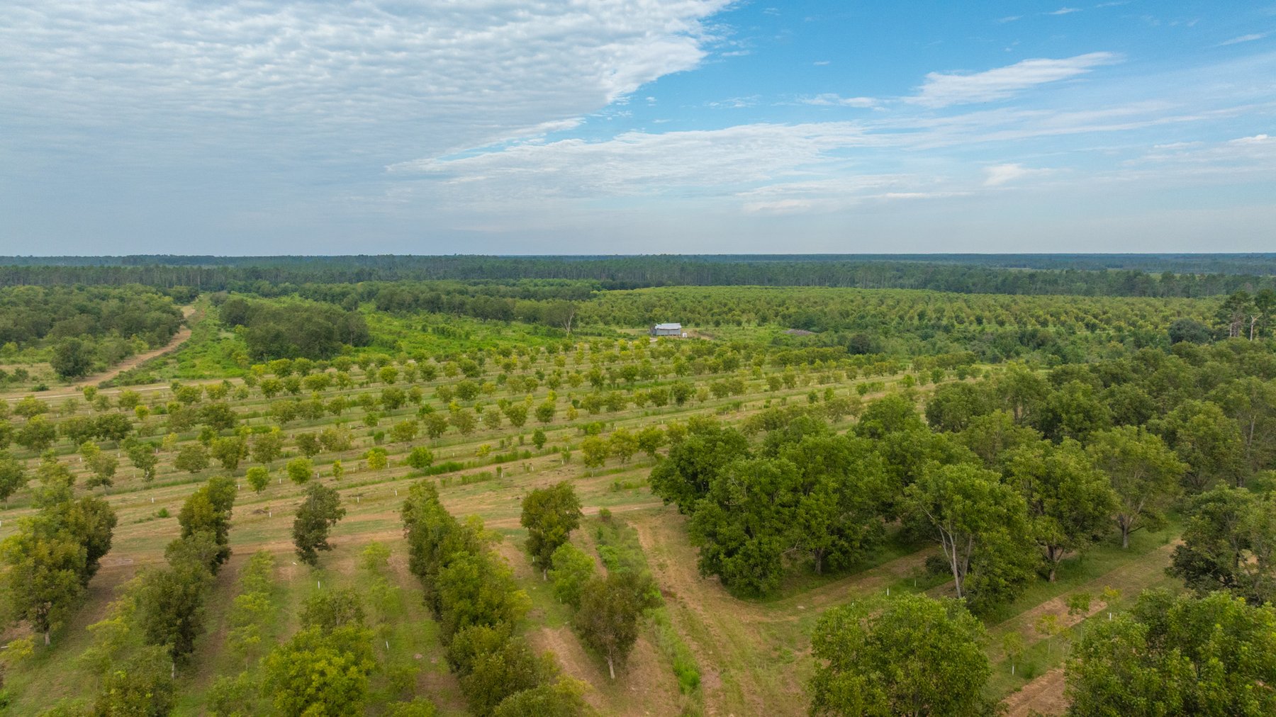 Image for 1,181± Acres - Patten Orchard - Premium Irrigated Pecan Operation - Long-Term Orchard Income w/ Improvements - Merchantable Timber Stand & Creek Frontage