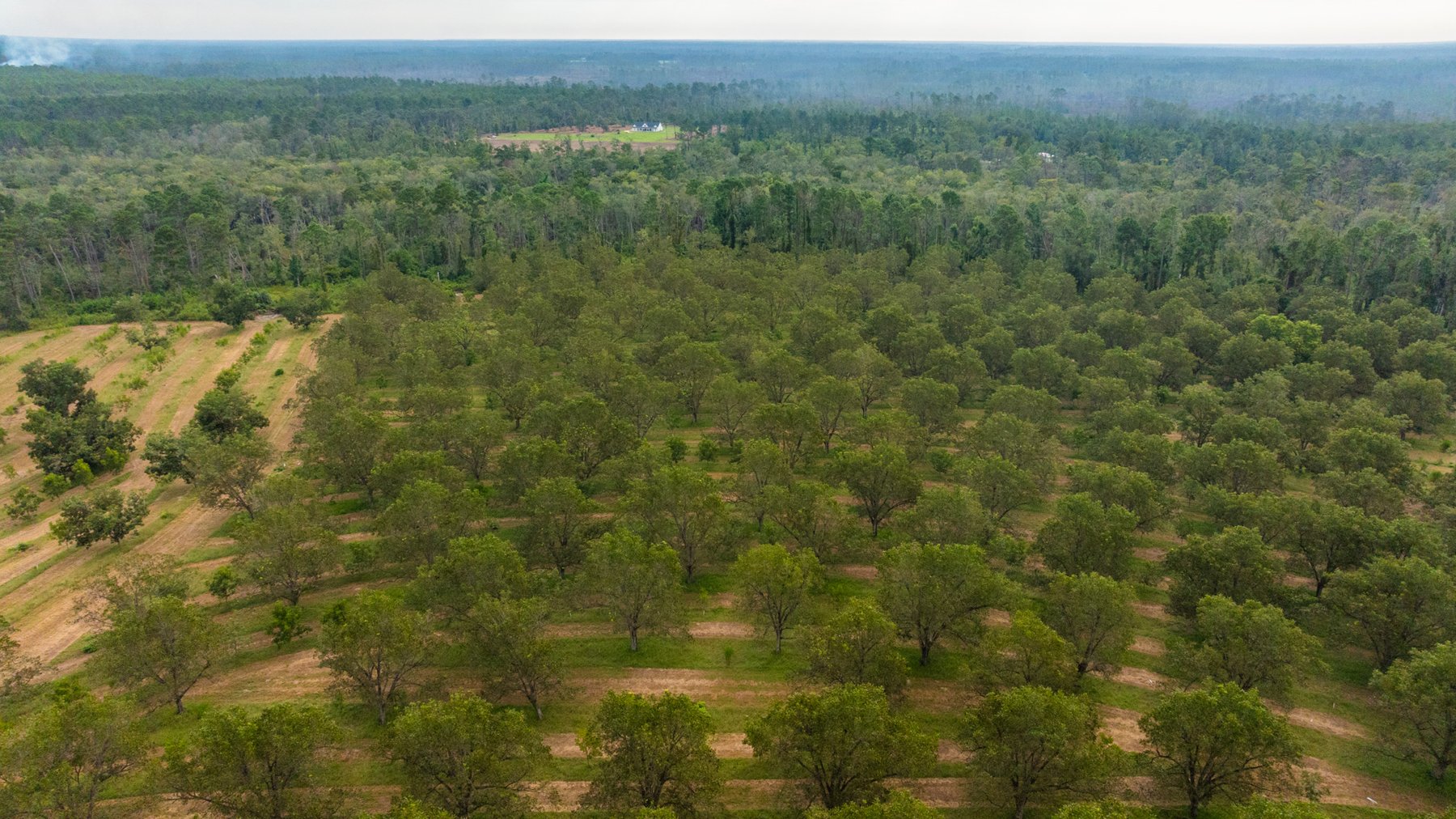 Image for 1,181± Acres - Patten Orchard - Premium Irrigated Pecan Operation - Long-Term Orchard Income w/ Improvements - Merchantable Timber Stand & Creek Frontage
