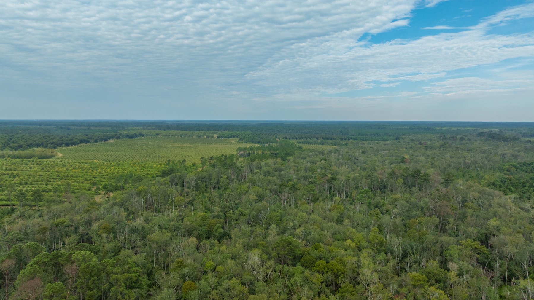 Image for 1,181± Acres - Patten Orchard - Premium Irrigated Pecan Operation - Long-Term Orchard Income w/ Improvements - Merchantable Timber Stand & Creek Frontage