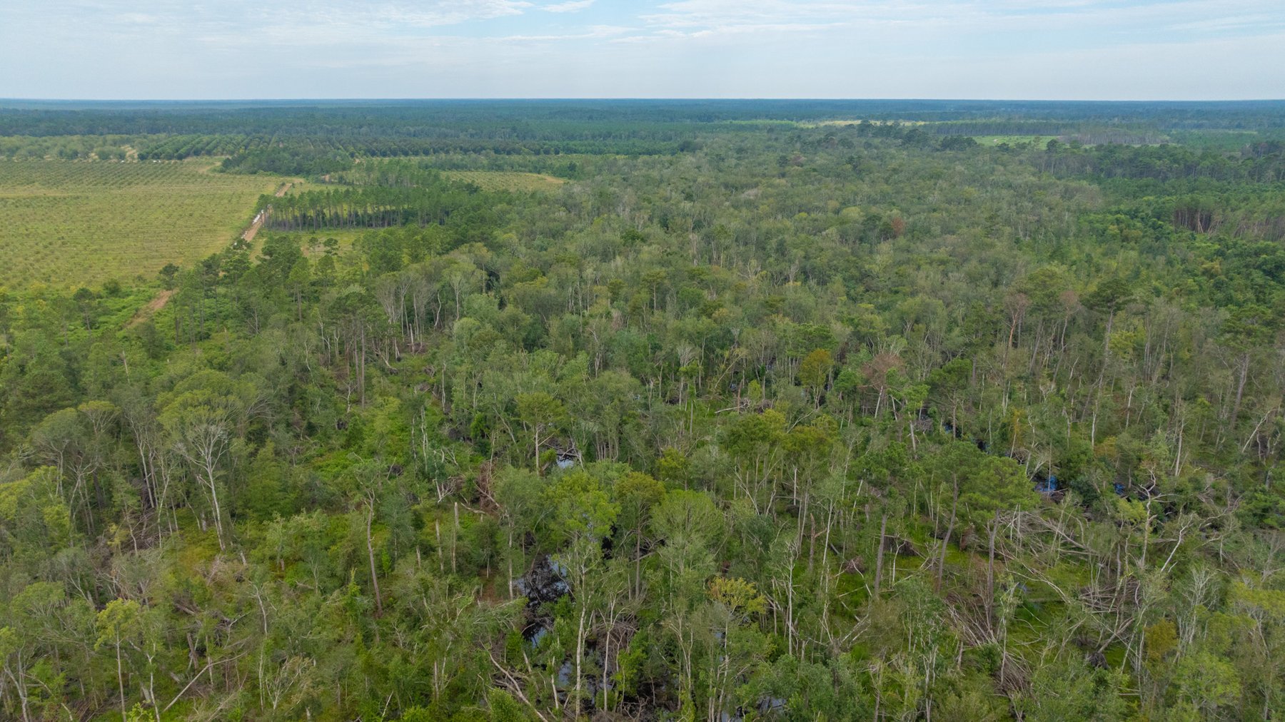 Image for 1,181± Acres - Patten Orchard - Premium Irrigated Pecan Operation - Long-Term Orchard Income w/ Improvements - Merchantable Timber Stand & Creek Frontage