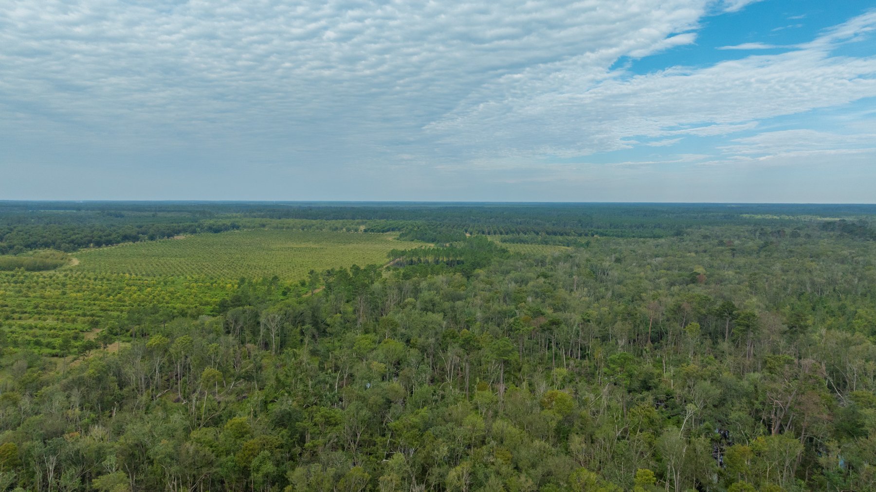 Image for 1,181± Acres - Patten Orchard - Premium Irrigated Pecan Operation - Long-Term Orchard Income w/ Improvements - Merchantable Timber Stand & Creek Frontage