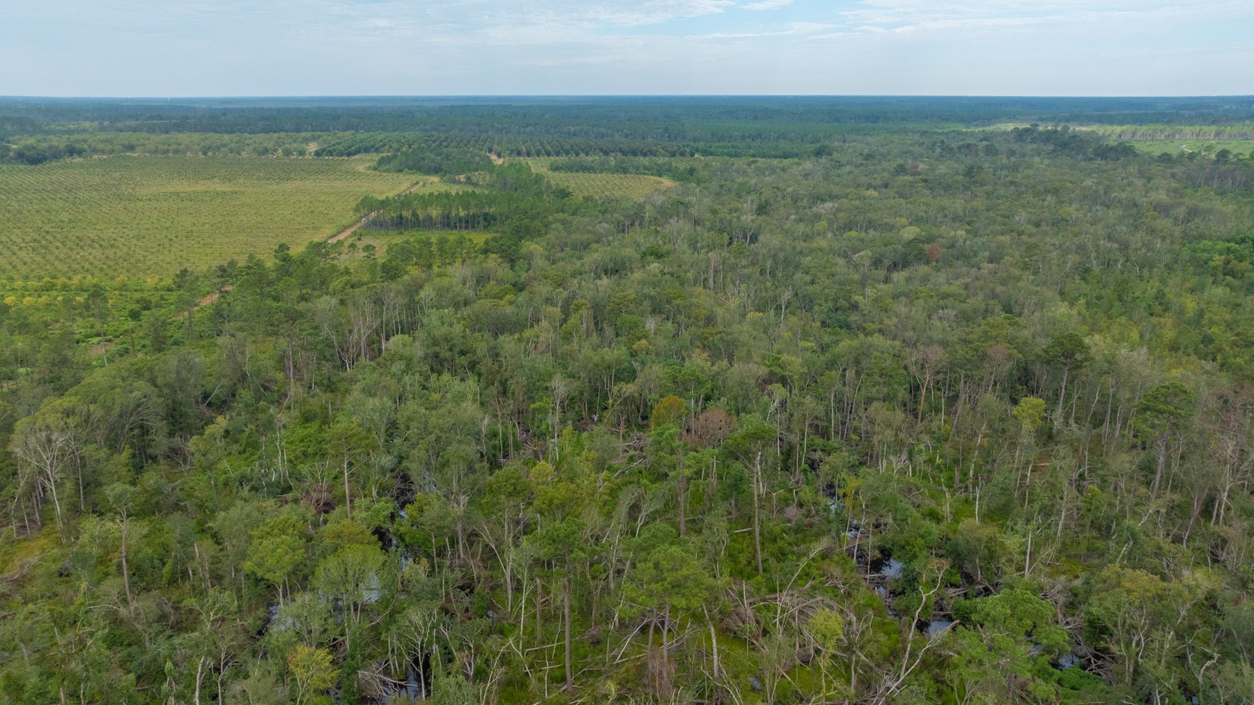 Image for 1,181± Acres - Patten Orchard - Premium Irrigated Pecan Operation - Long-Term Orchard Income w/ Improvements - Merchantable Timber Stand & Creek Frontage