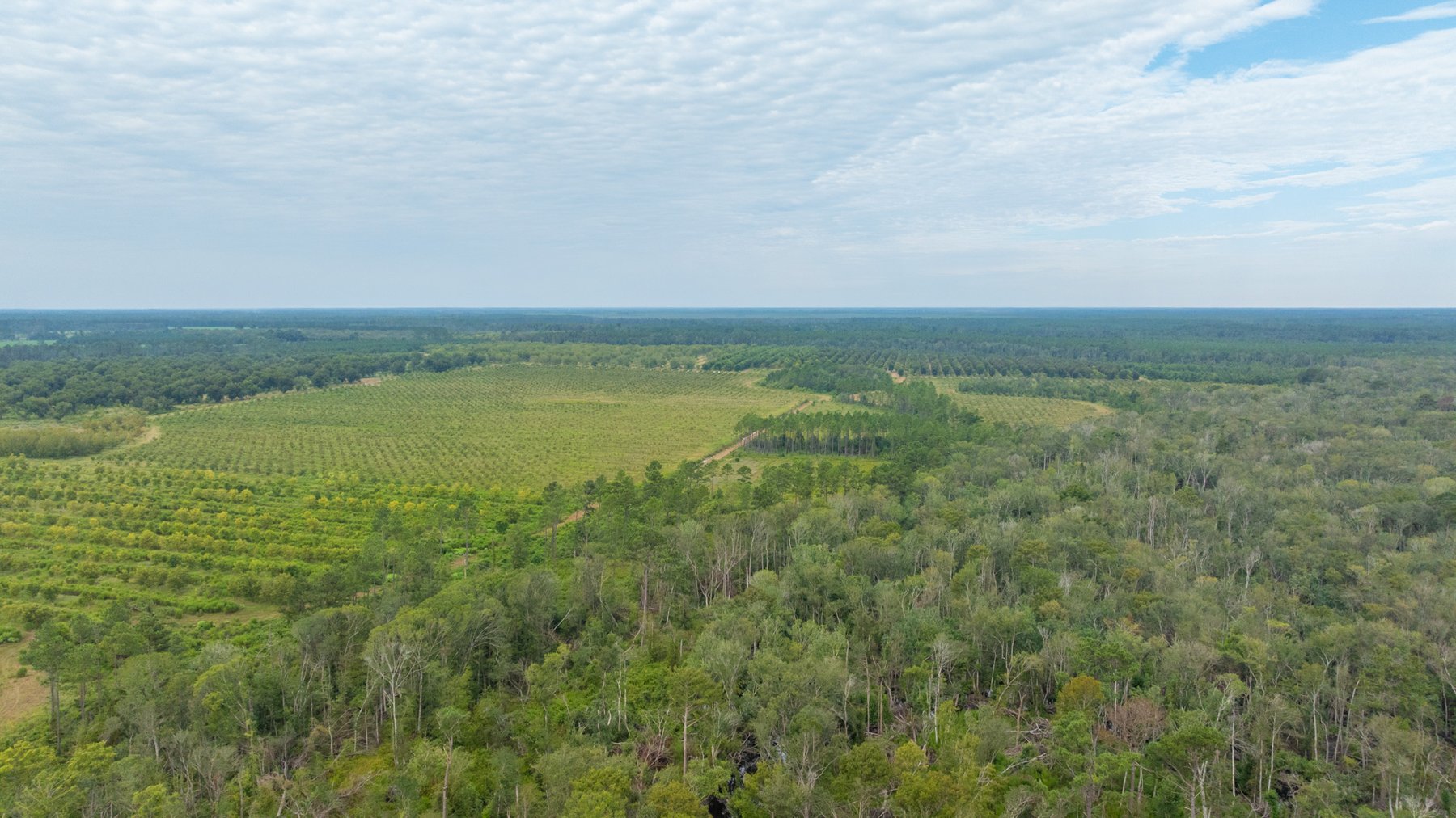 Image for 1,181± Acres - Patten Orchard - Premium Irrigated Pecan Operation - Long-Term Orchard Income w/ Improvements - Merchantable Timber Stand & Creek Frontage
