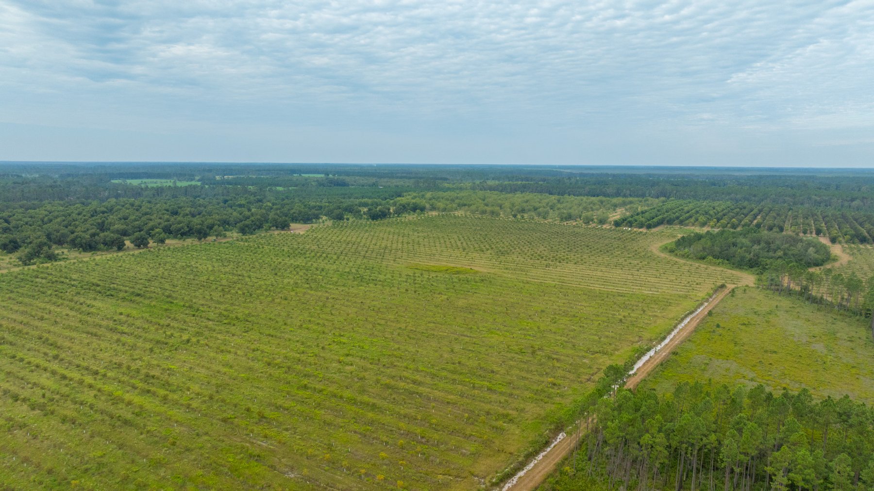 Image for 1,181± Acres - Patten Orchard - Premium Irrigated Pecan Operation - Long-Term Orchard Income w/ Improvements - Merchantable Timber Stand & Creek Frontage