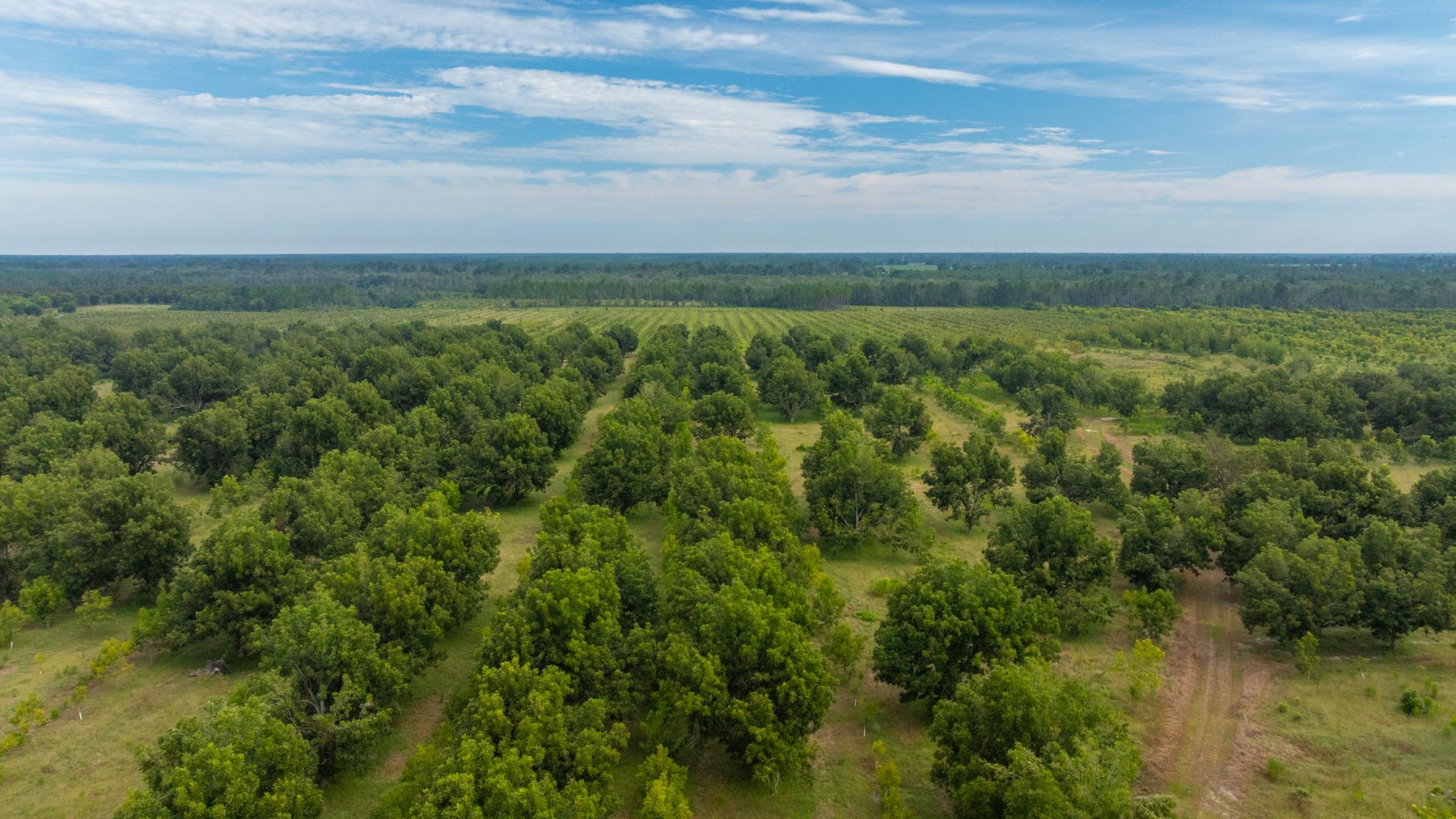 Image for 1,181± Acres - Patten Orchard - Premium Irrigated Pecan Operation - Long-Term Orchard Income w/ Improvements - Merchantable Timber Stand & Creek Frontage