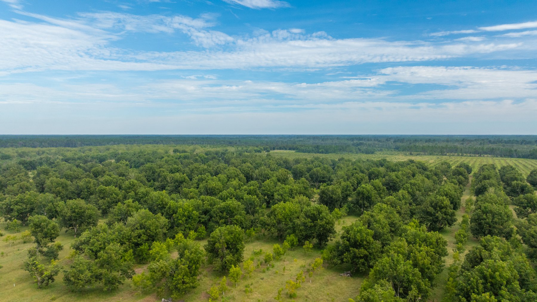 Image for 1,181± Acres - Patten Orchard - Premium Irrigated Pecan Operation - Long-Term Orchard Income w/ Improvements - Merchantable Timber Stand & Creek Frontage