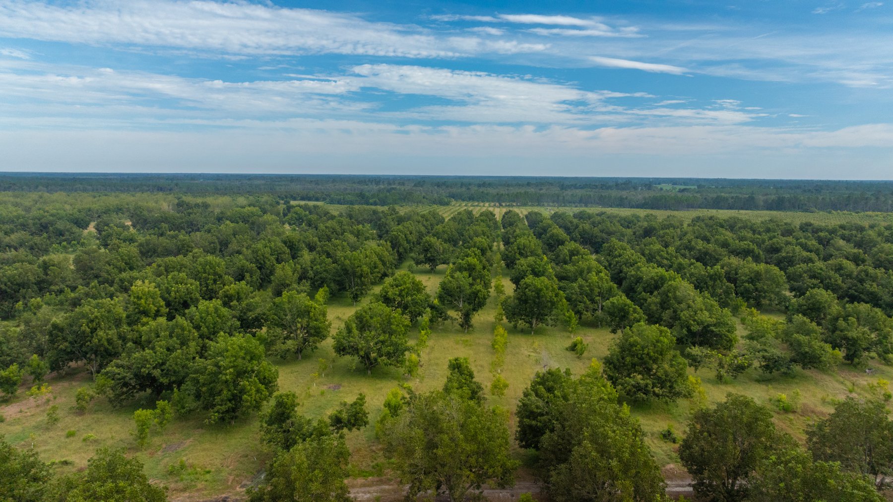 Image for 1,181± Acres - Patten Orchard - Premium Irrigated Pecan Operation - Long-Term Orchard Income w/ Improvements - Merchantable Timber Stand & Creek Frontage