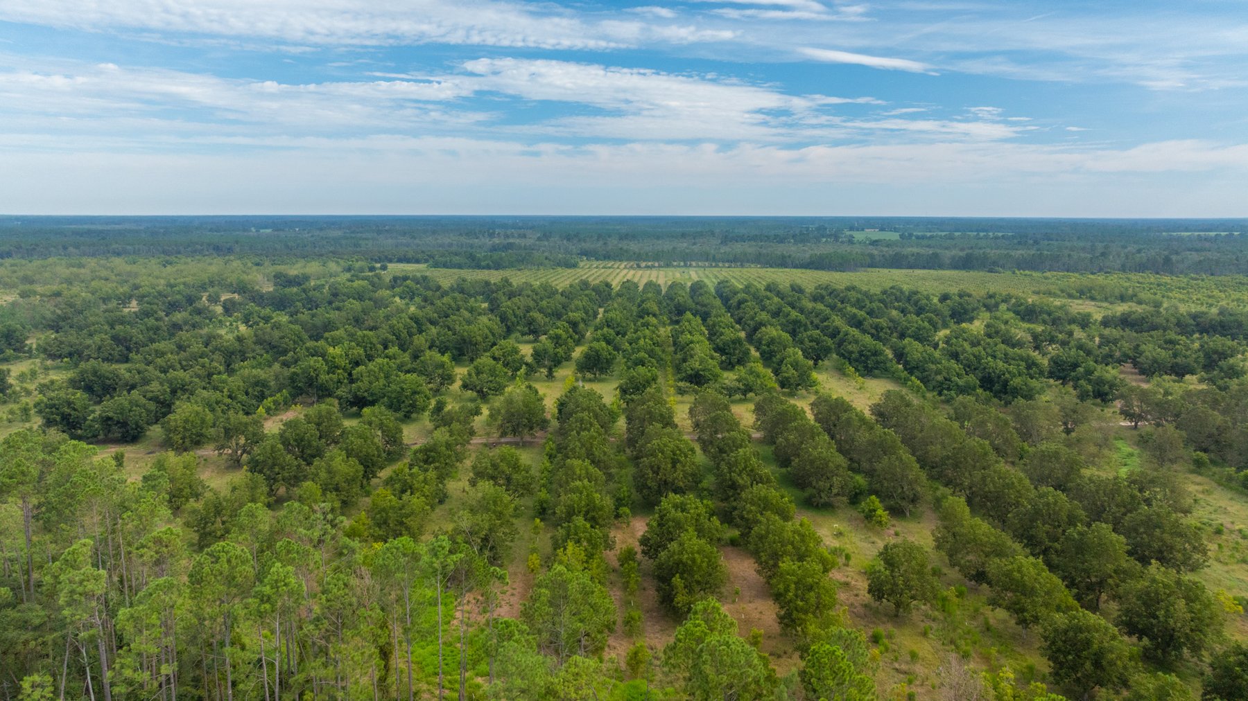 Image for 1,181± Acres - Patten Orchard - Premium Irrigated Pecan Operation - Long-Term Orchard Income w/ Improvements - Merchantable Timber Stand & Creek Frontage