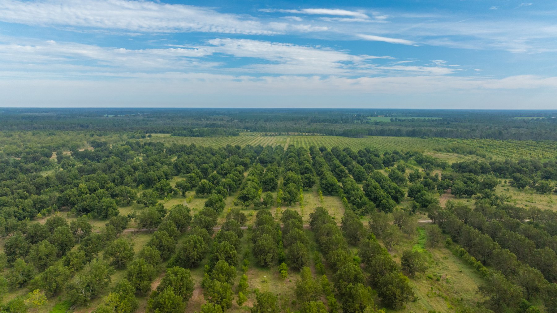 Image for 1,181± Acres - Patten Orchard - Premium Irrigated Pecan Operation - Long-Term Orchard Income w/ Improvements - Merchantable Timber Stand & Creek Frontage