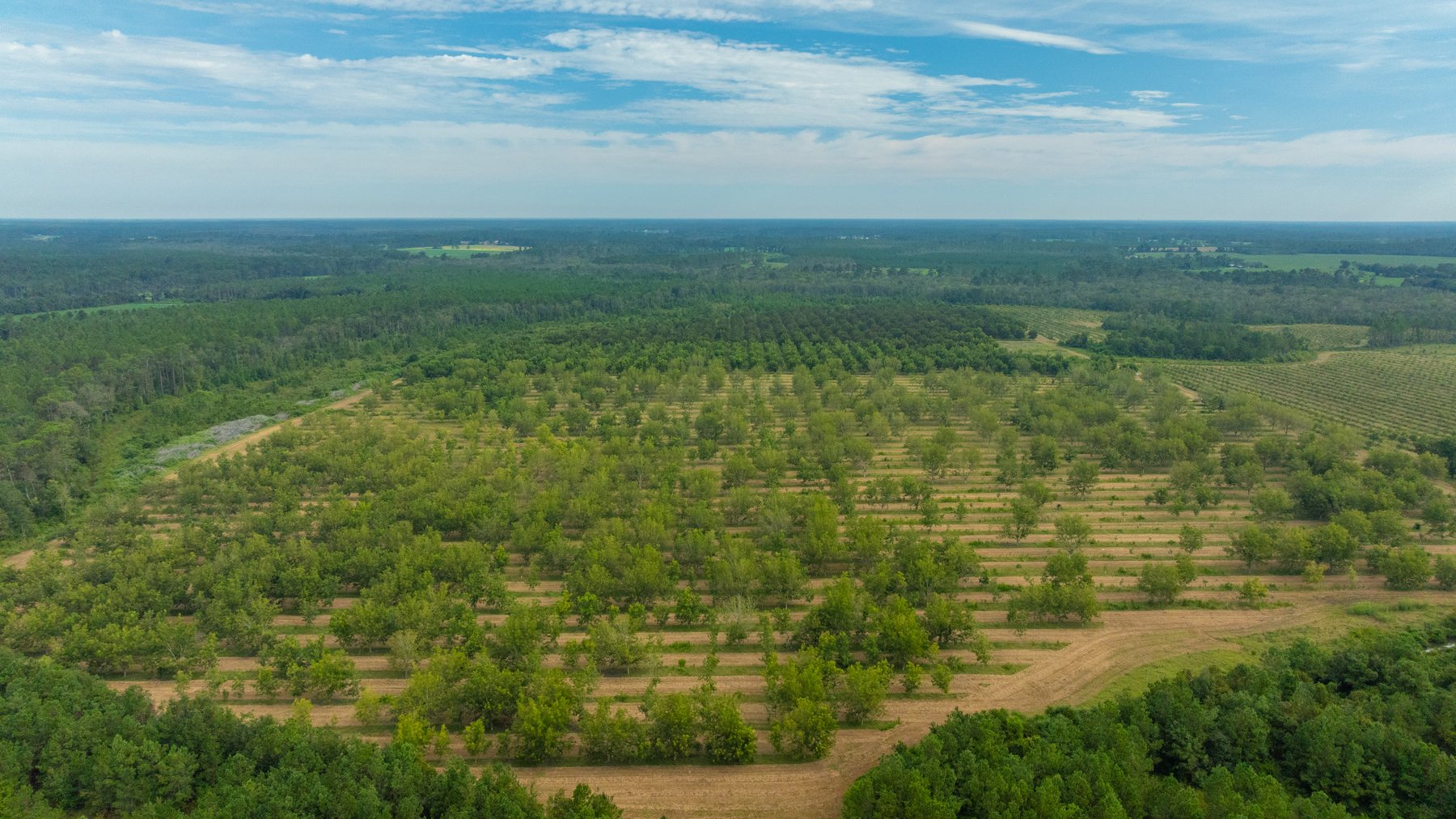 Image for 1,181± Acres - Patten Orchard - Premium Irrigated Pecan Operation - Long-Term Orchard Income w/ Improvements - Merchantable Timber Stand & Creek Frontage
