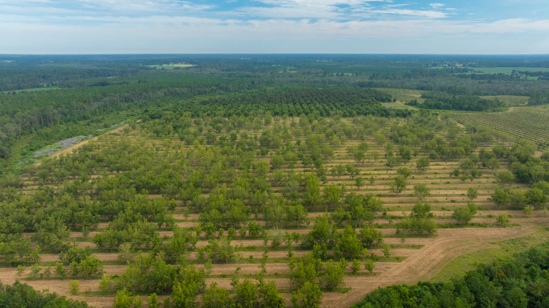 Image for 1,181± Acres - Patten Orchard - Premium Irrigated Pecan Operation - Long-Term Orchard Income w/ Improvements - Merchantable Timber Stand & Creek Frontage
