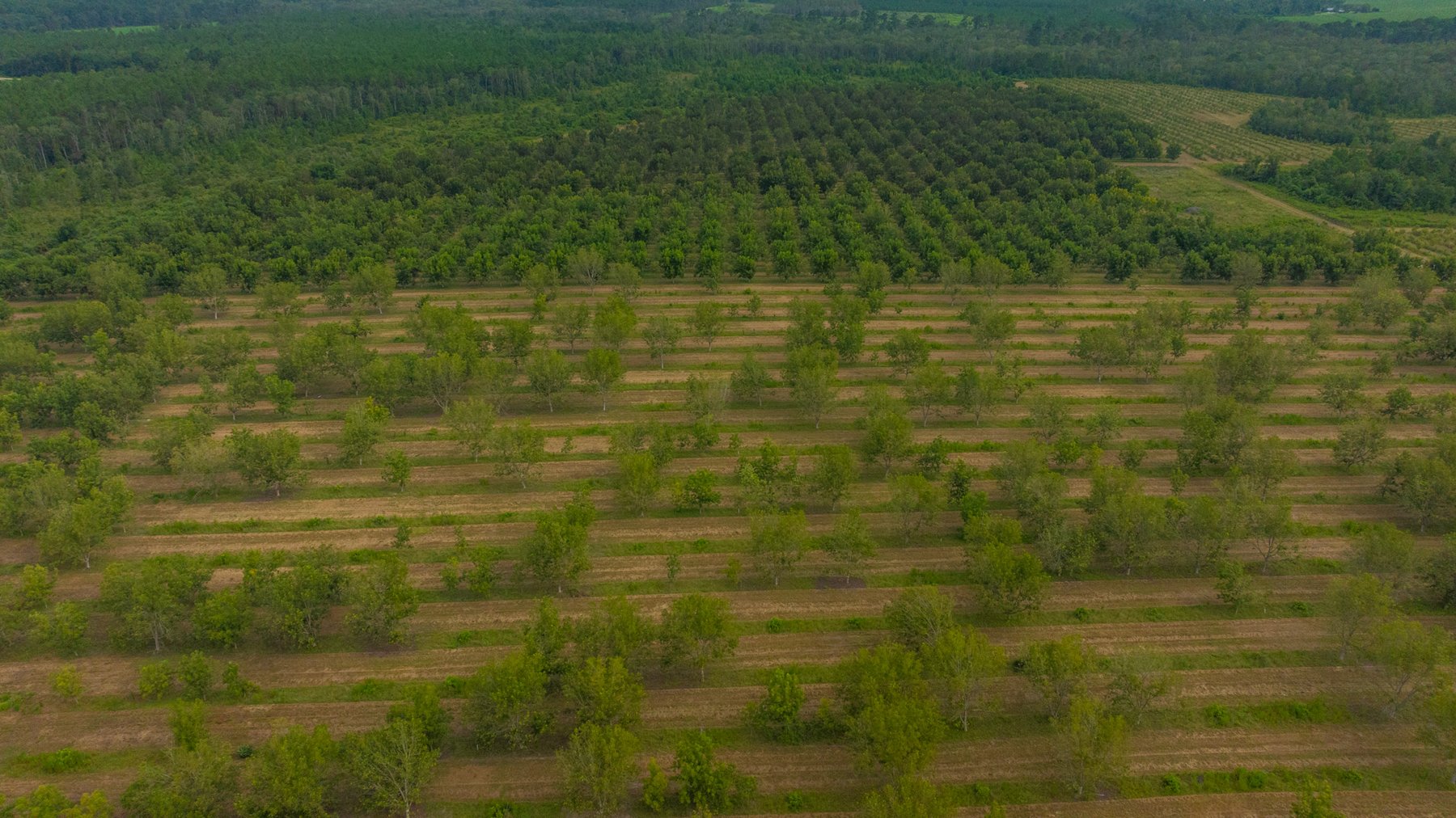 Image for 1,181± Acres - Patten Orchard - Premium Irrigated Pecan Operation - Long-Term Orchard Income w/ Improvements - Merchantable Timber Stand & Creek Frontage