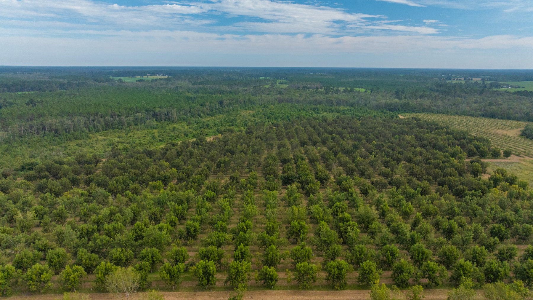 Image for 1,181± Acres - Patten Orchard - Premium Irrigated Pecan Operation - Long-Term Orchard Income w/ Improvements - Merchantable Timber Stand & Creek Frontage