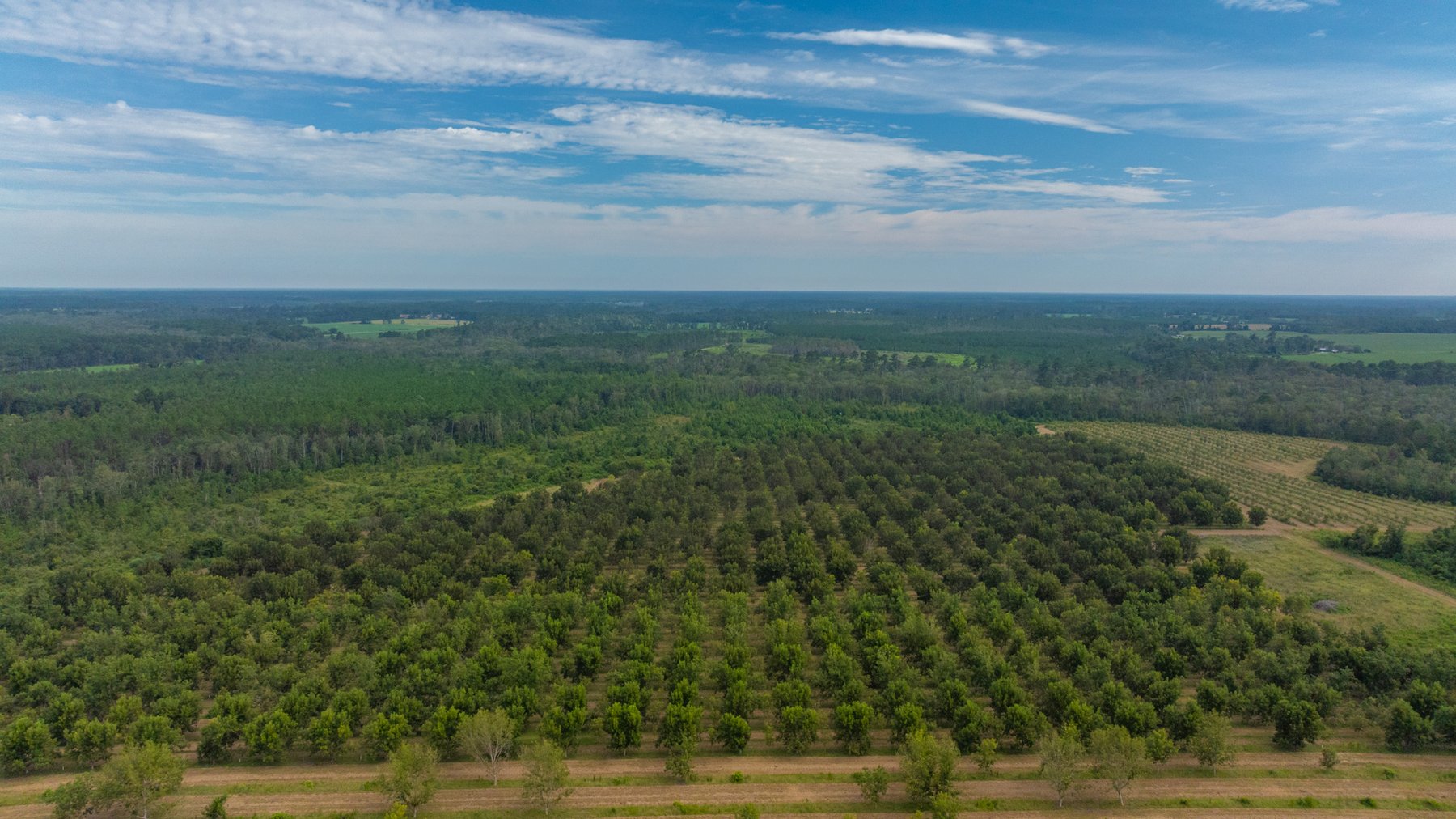 Image for 1,181± Acres - Patten Orchard - Premium Irrigated Pecan Operation - Long-Term Orchard Income w/ Improvements - Merchantable Timber Stand & Creek Frontage
