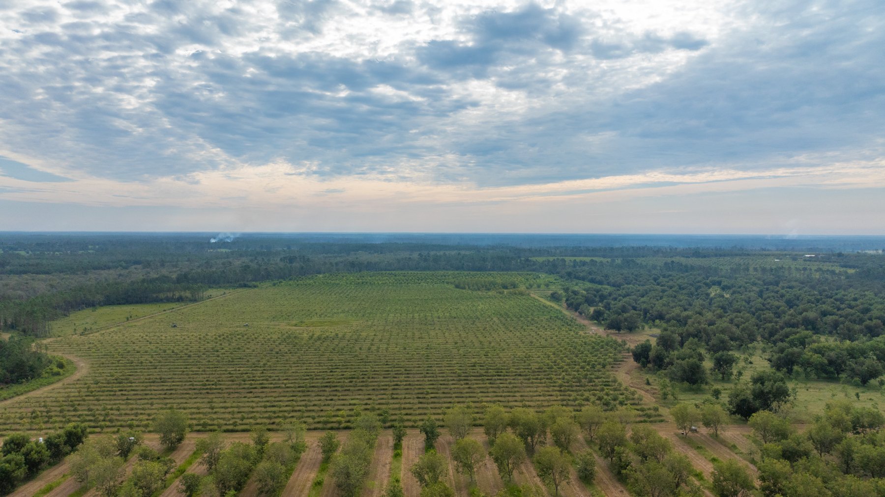 Image for 1,181± Acres - Patten Orchard - Premium Irrigated Pecan Operation - Long-Term Orchard Income w/ Improvements - Merchantable Timber Stand & Creek Frontage