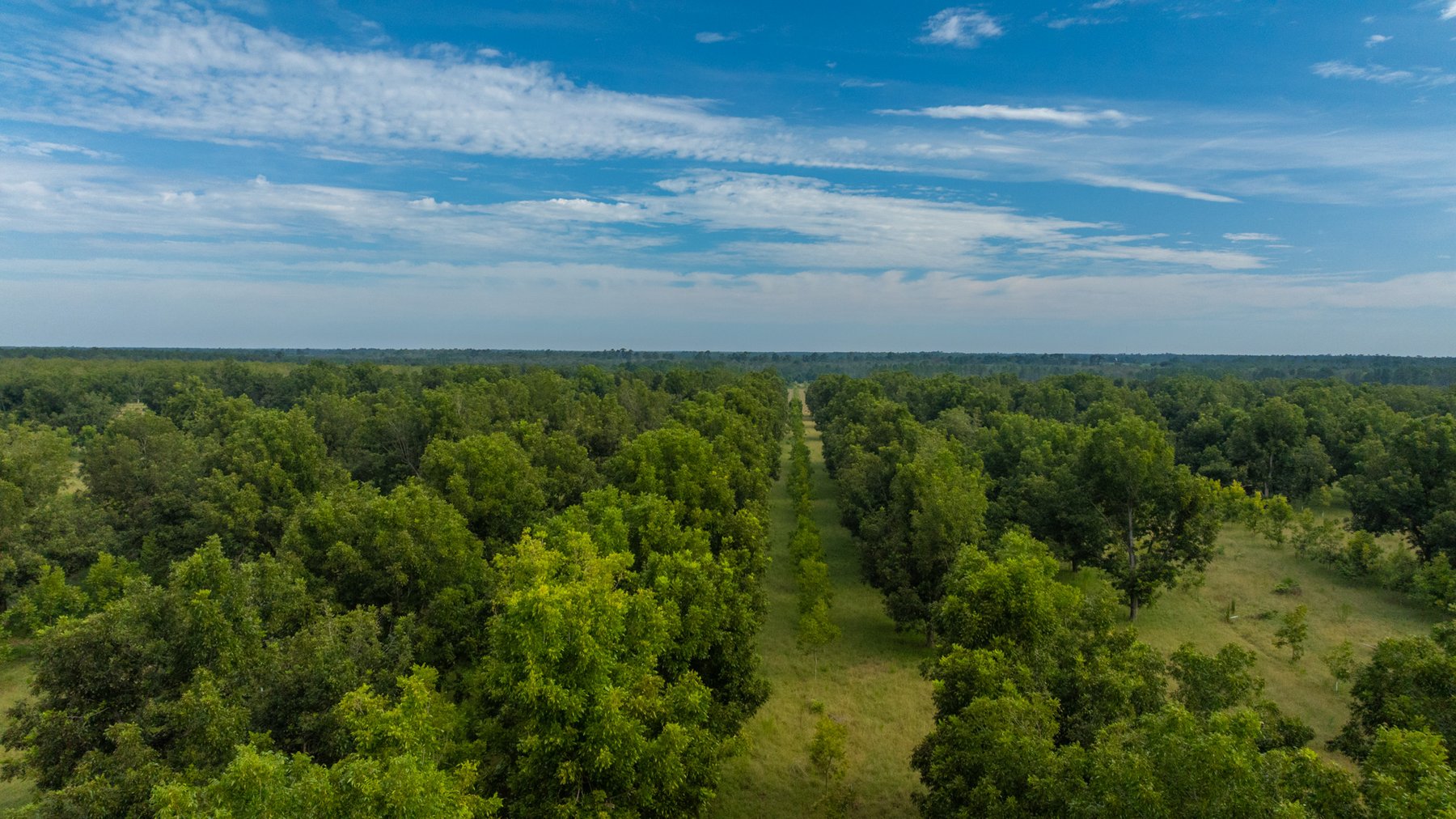 Image for 1,181± Acres - Patten Orchard - Premium Irrigated Pecan Operation - Long-Term Orchard Income w/ Improvements - Merchantable Timber Stand & Creek Frontage