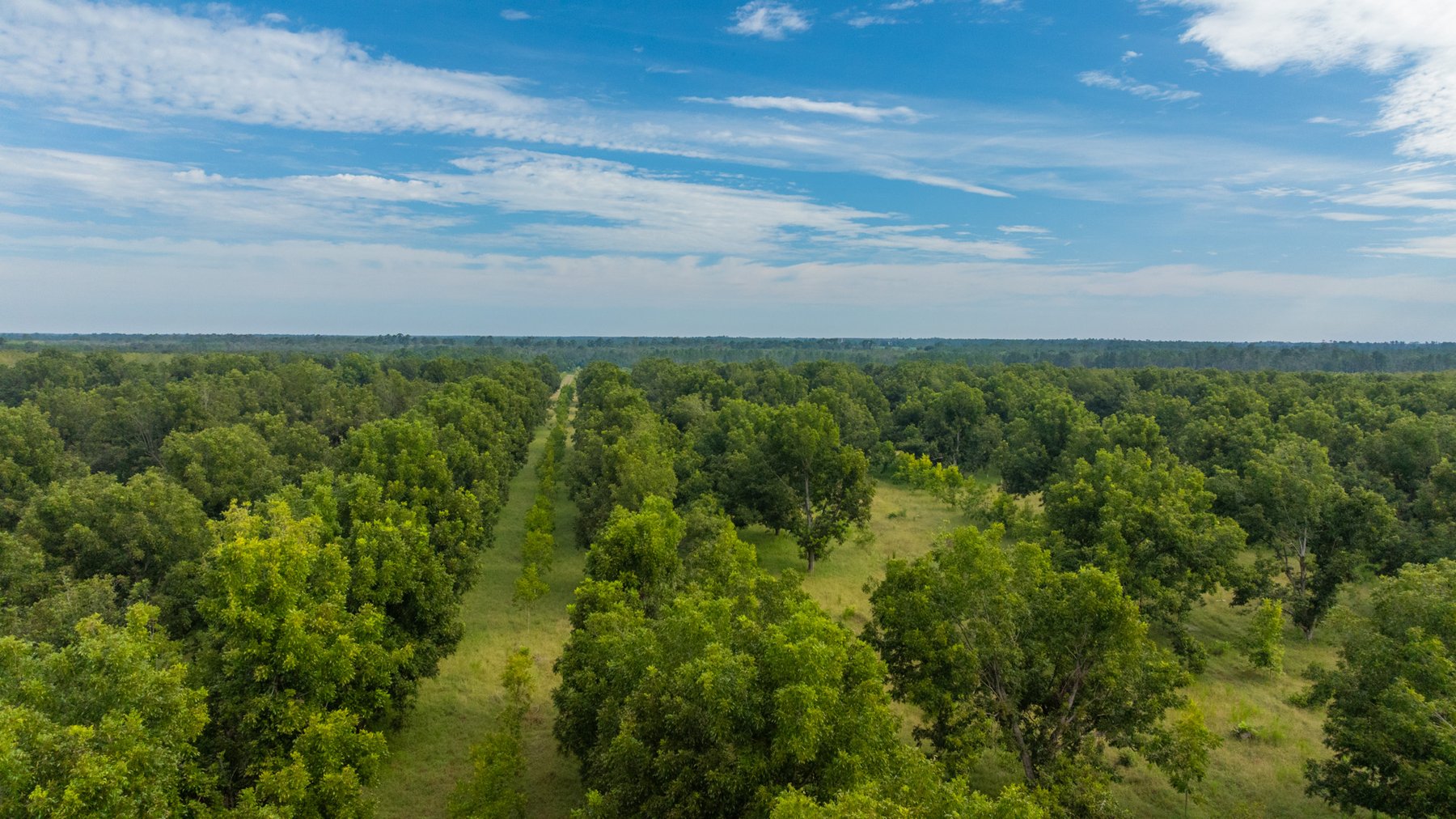 Image for 1,181± Acres - Patten Orchard - Premium Irrigated Pecan Operation - Long-Term Orchard Income w/ Improvements - Merchantable Timber Stand & Creek Frontage