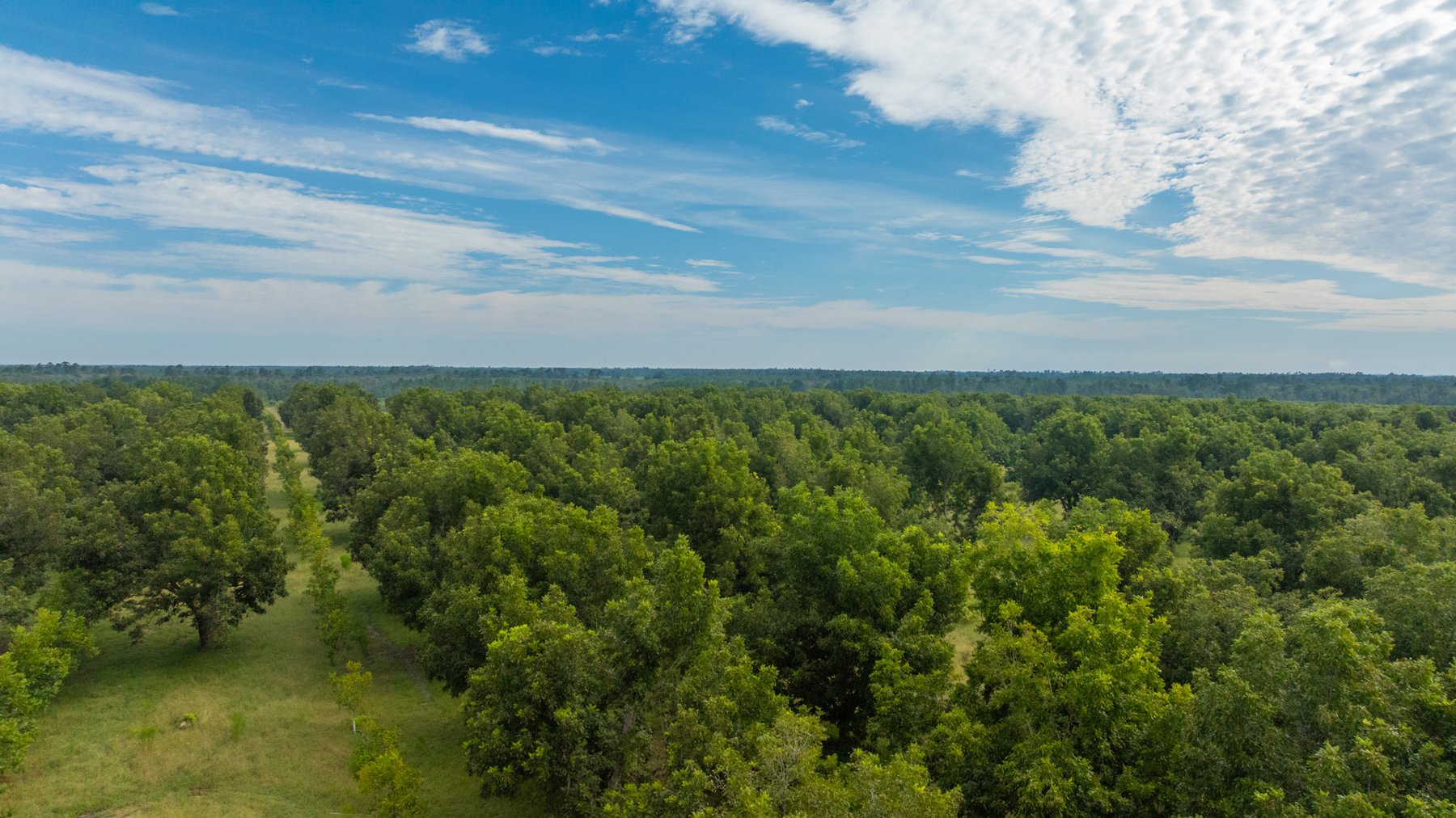 Image for 1,181± Acres - Patten Orchard - Premium Irrigated Pecan Operation - Long-Term Orchard Income w/ Improvements - Merchantable Timber Stand & Creek Frontage