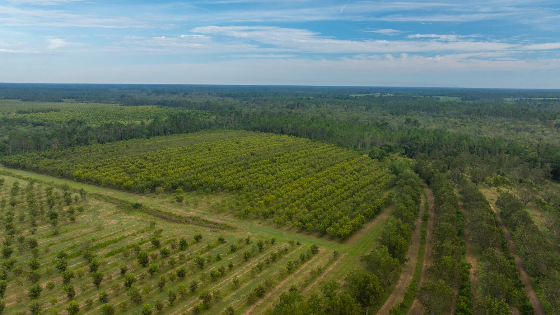 Image for 1,181± Acres - Patten Orchard - Premium Irrigated Pecan Operation - Long-Term Orchard Income w/ Improvements - Merchantable Timber Stand & Creek Frontage