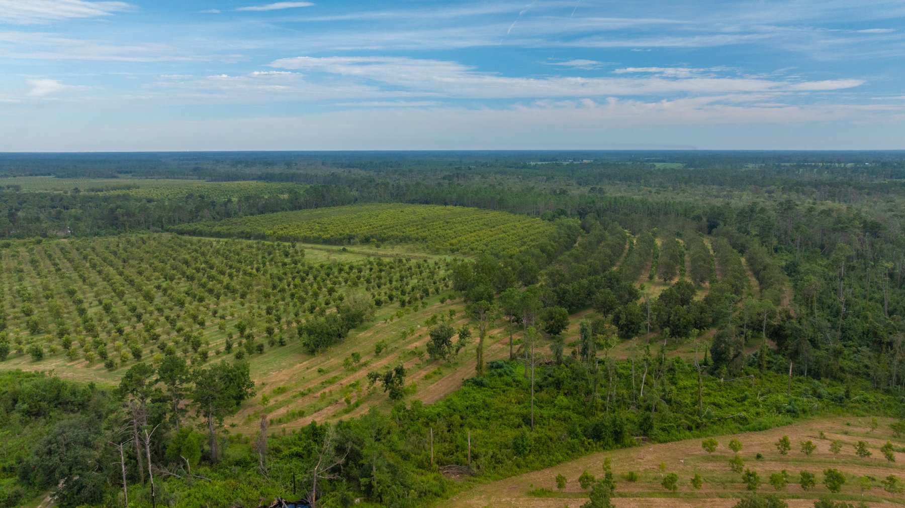 Image for 1,181± Acres - Patten Orchard - Premium Irrigated Pecan Operation - Long-Term Orchard Income w/ Improvements - Merchantable Timber Stand & Creek Frontage