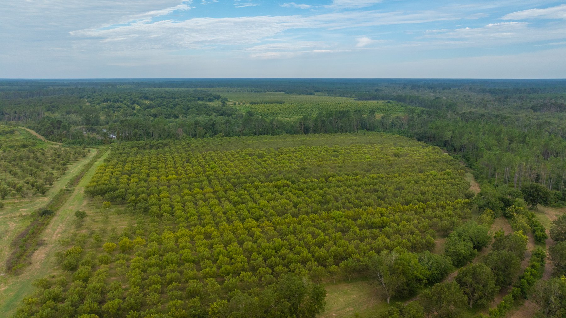 Image for 1,181± Acres - Patten Orchard - Premium Irrigated Pecan Operation - Long-Term Orchard Income w/ Improvements - Merchantable Timber Stand & Creek Frontage