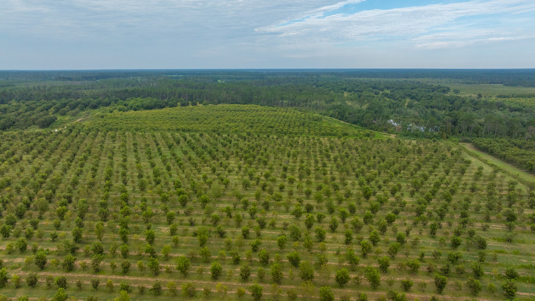 Image for 1,181± Acres - Patten Orchard - Premium Irrigated Pecan Operation - Long-Term Orchard Income w/ Improvements - Merchantable Timber Stand & Creek Frontage