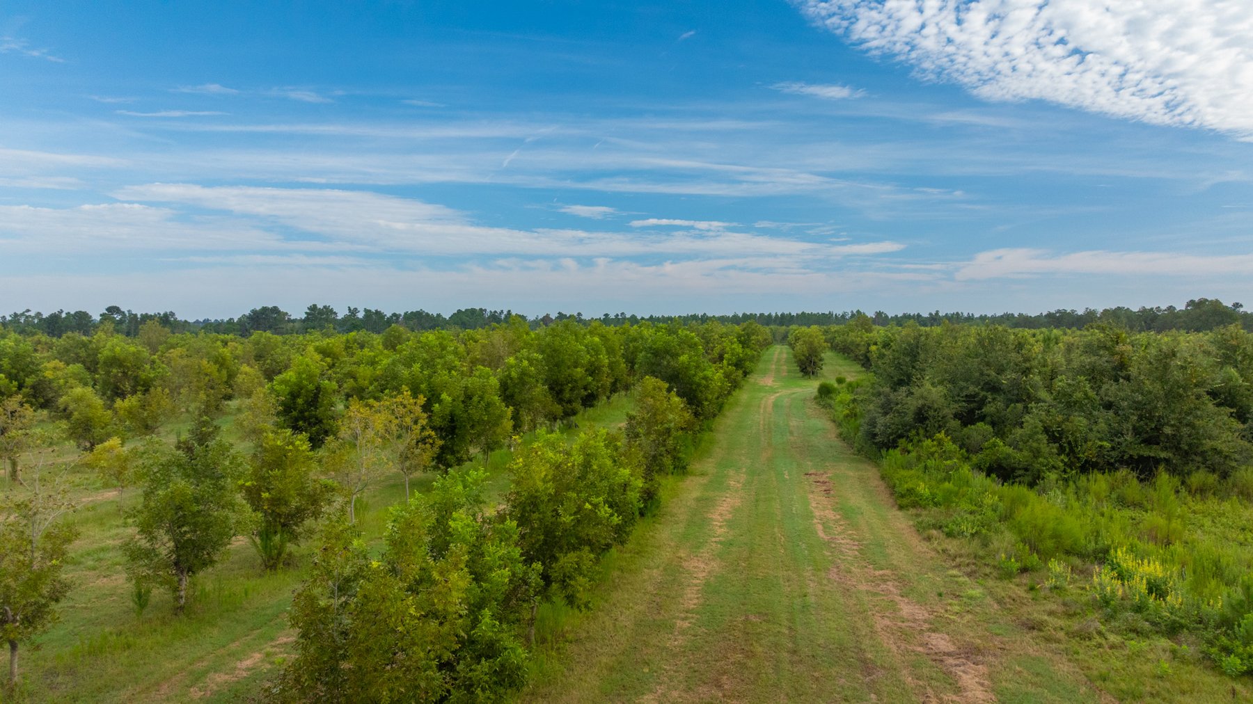 Image for 1,181± Acres - Patten Orchard - Premium Irrigated Pecan Operation - Long-Term Orchard Income w/ Improvements - Merchantable Timber Stand & Creek Frontage