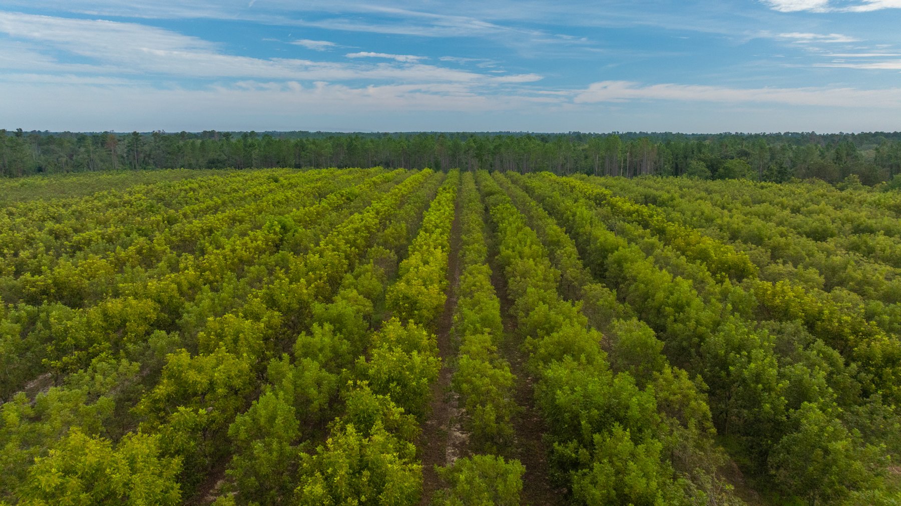 Image for 1,181± Acres - Patten Orchard - Premium Irrigated Pecan Operation - Long-Term Orchard Income w/ Improvements - Merchantable Timber Stand & Creek Frontage