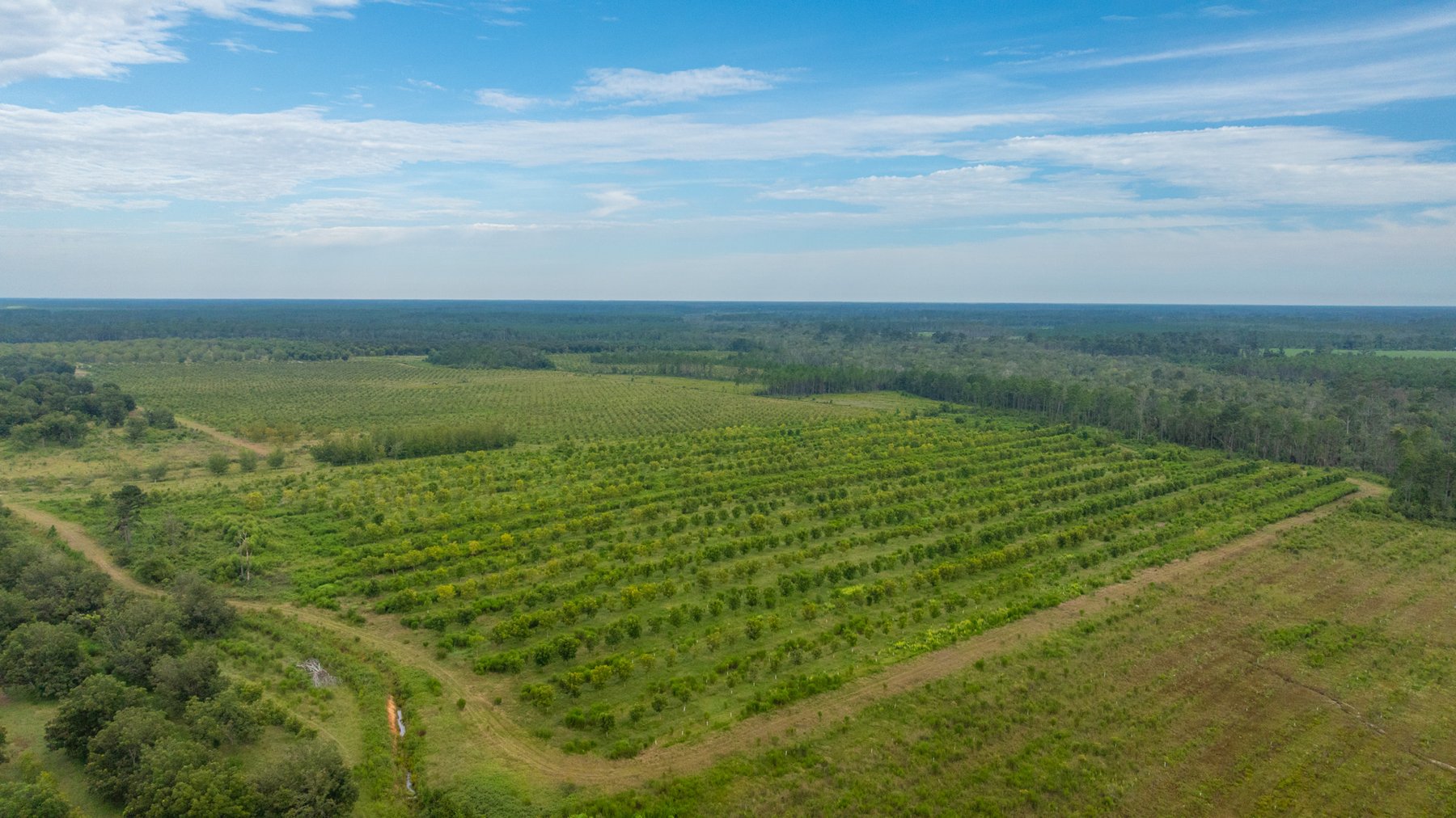 Image for 1,181± Acres - Patten Orchard - Premium Irrigated Pecan Operation - Long-Term Orchard Income w/ Improvements - Merchantable Timber Stand & Creek Frontage