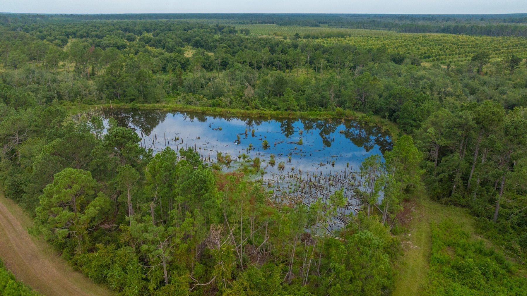 Image for 1,181± Acres - Patten Orchard - Premium Irrigated Pecan Operation - Long-Term Orchard Income w/ Improvements - Merchantable Timber Stand & Creek Frontage