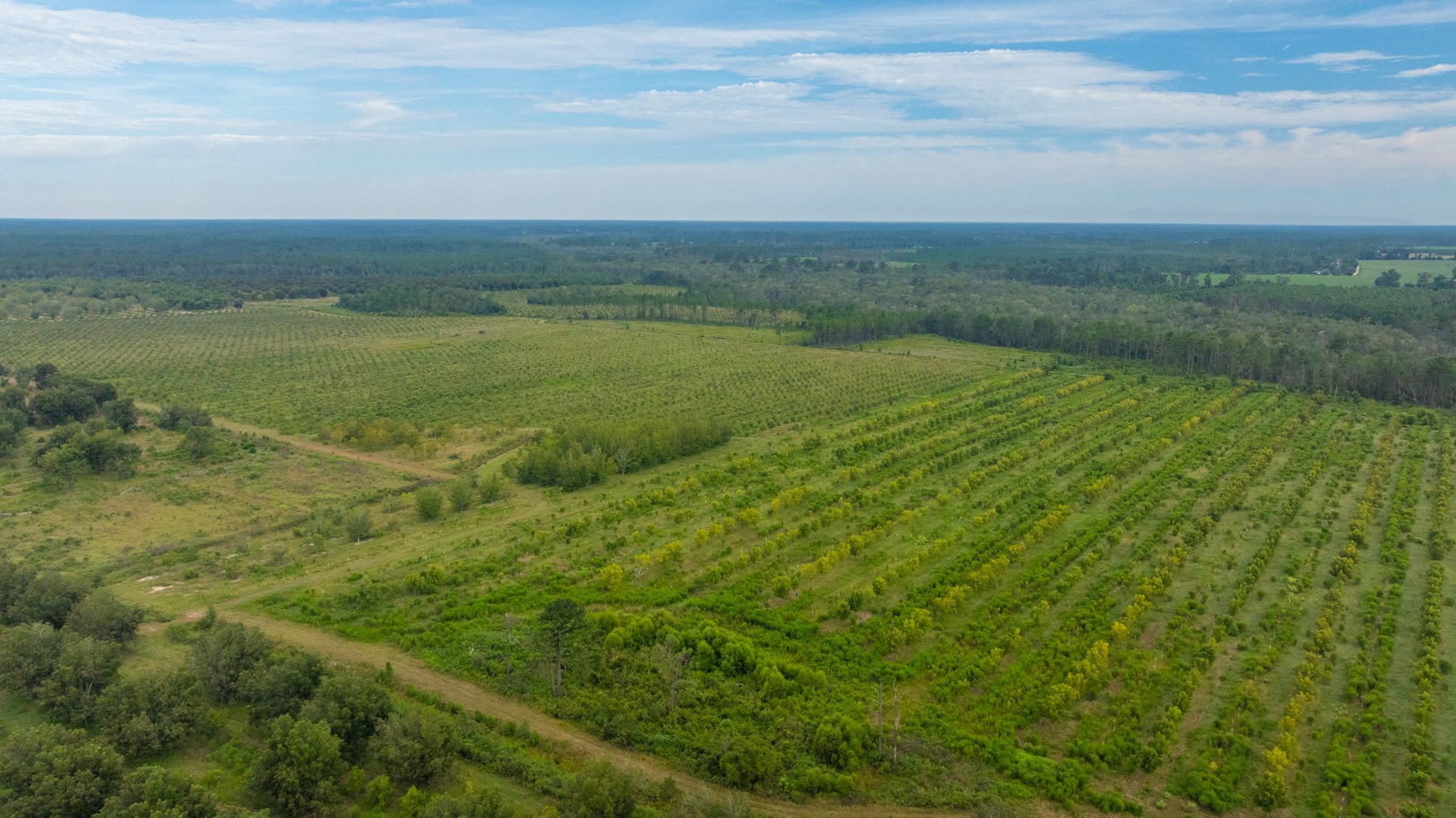 Image for 1,181± Acres - Patten Orchard - Premium Irrigated Pecan Operation - Long-Term Orchard Income w/ Improvements - Merchantable Timber Stand & Creek Frontage