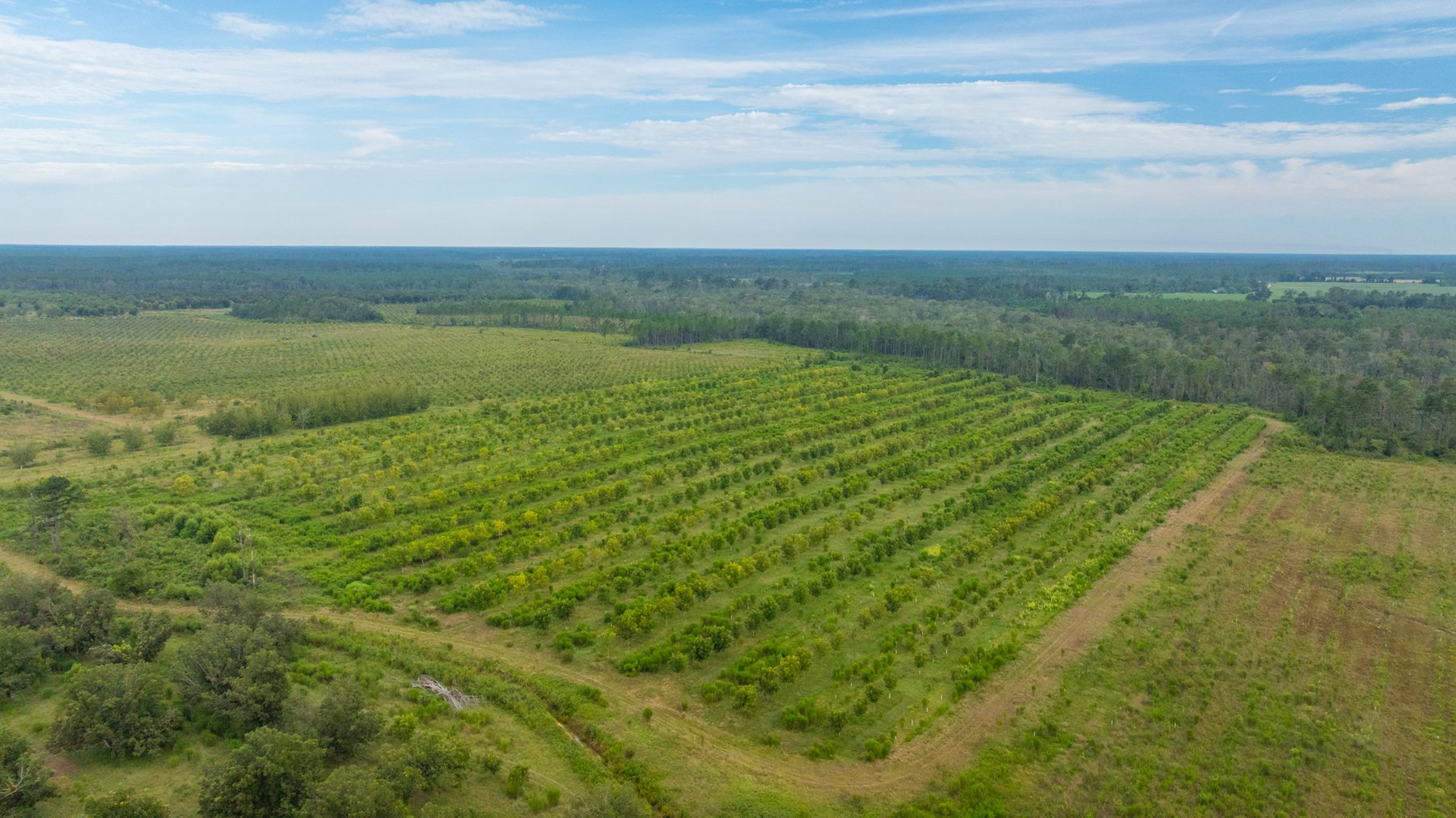 Image for 1,181± Acres - Patten Orchard - Premium Irrigated Pecan Operation - Long-Term Orchard Income w/ Improvements - Merchantable Timber Stand & Creek Frontage