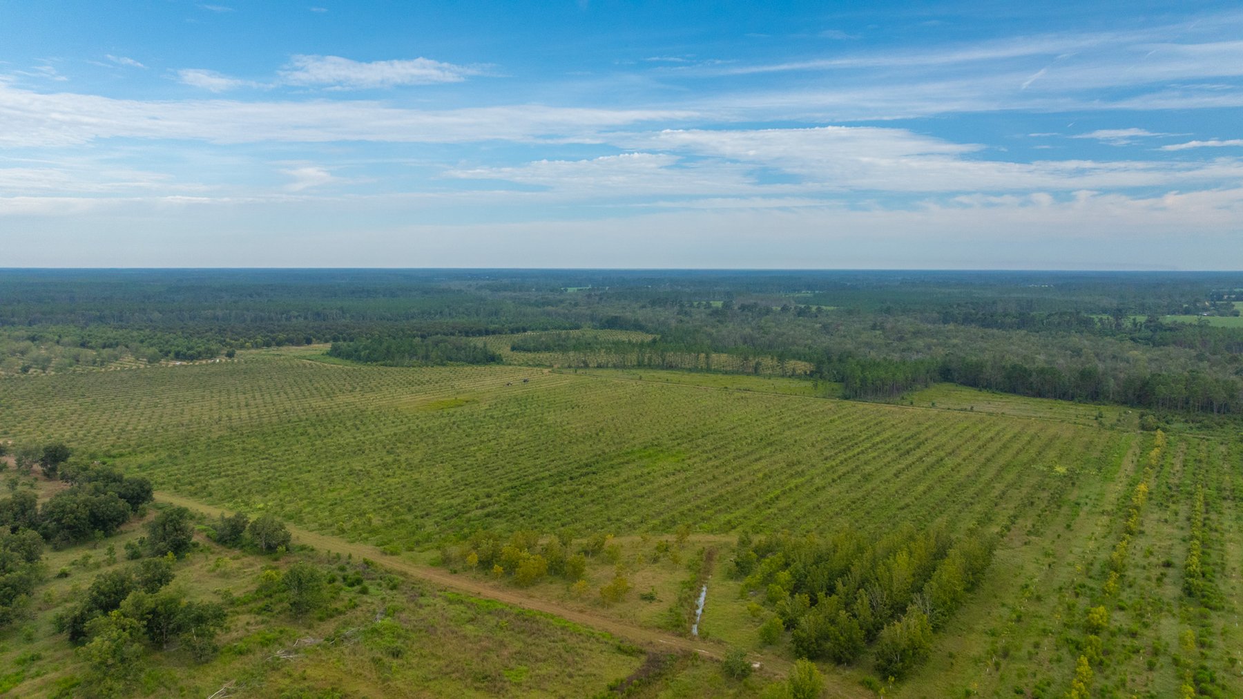 Image for 1,181± Acres - Patten Orchard - Premium Irrigated Pecan Operation - Long-Term Orchard Income w/ Improvements - Merchantable Timber Stand & Creek Frontage