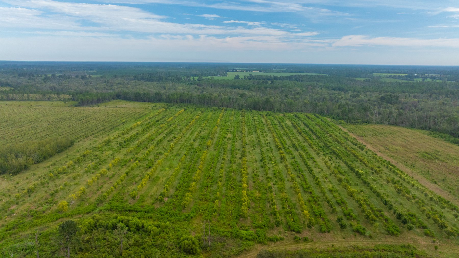 Image for 1,181± Acres - Patten Orchard - Premium Irrigated Pecan Operation - Long-Term Orchard Income w/ Improvements - Merchantable Timber Stand & Creek Frontage