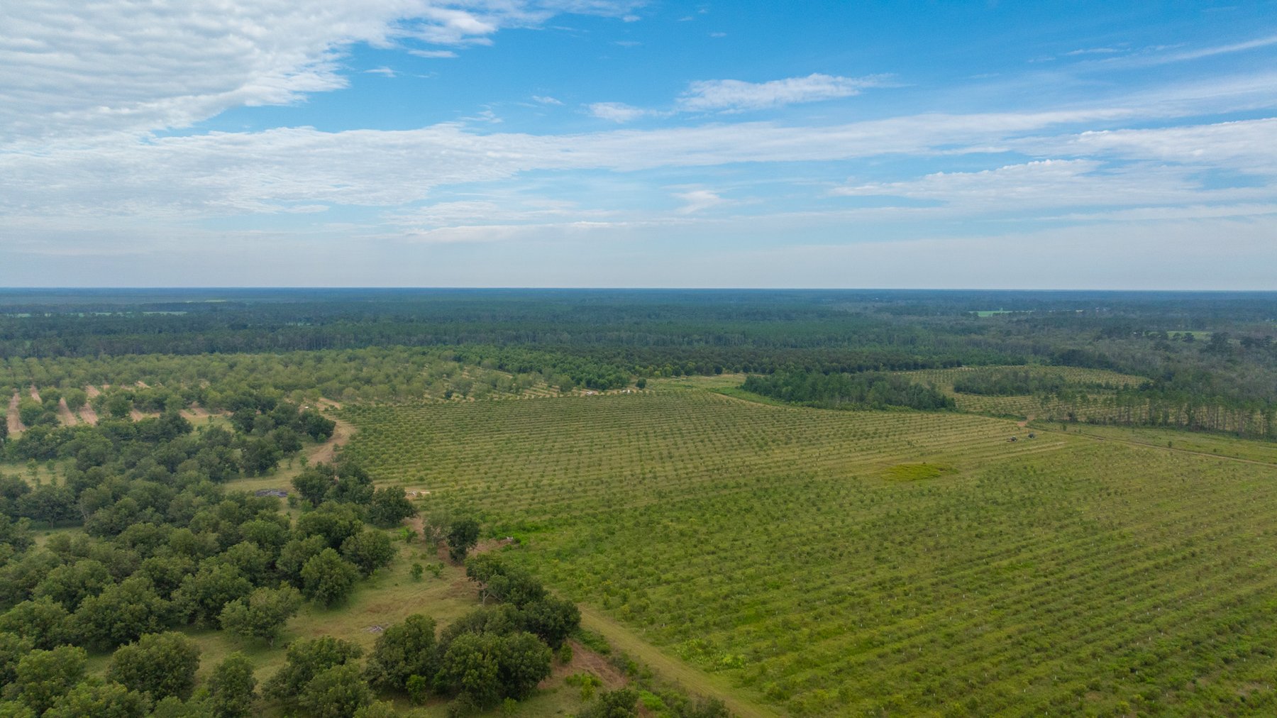 Image for 1,181± Acres - Patten Orchard - Premium Irrigated Pecan Operation - Long-Term Orchard Income w/ Improvements - Merchantable Timber Stand & Creek Frontage