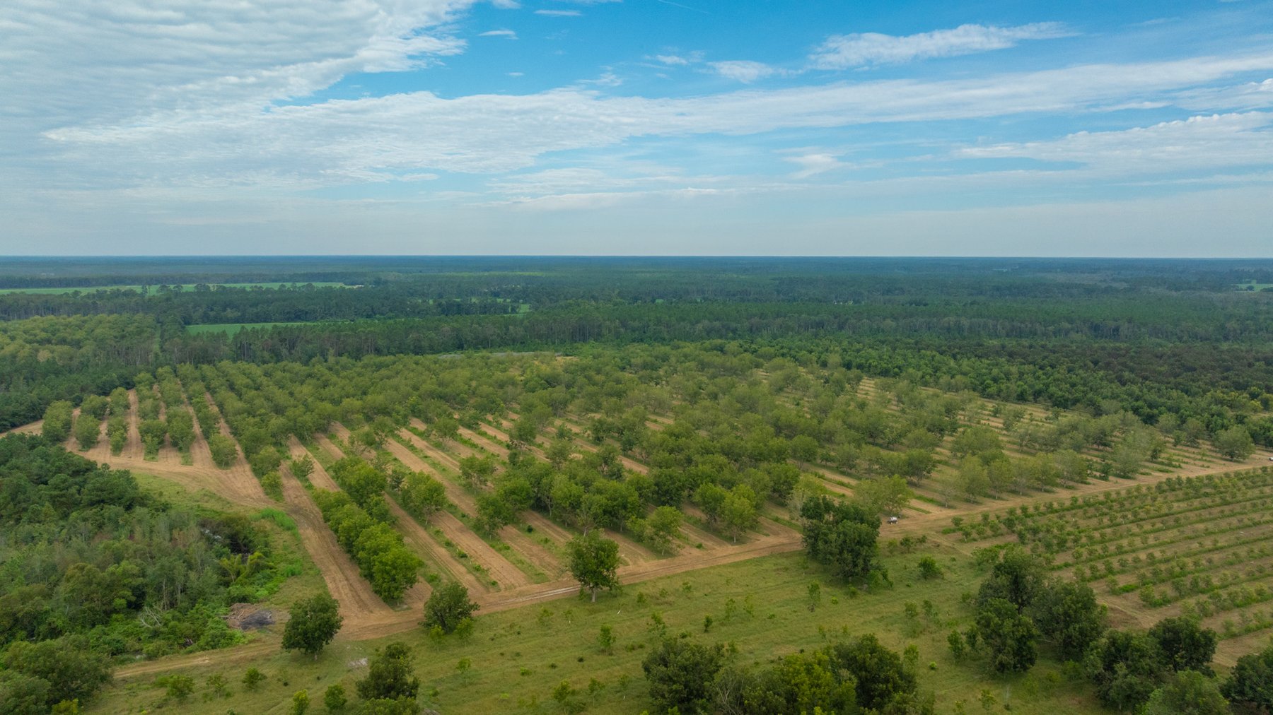 Image for 1,181± Acres - Patten Orchard - Premium Irrigated Pecan Operation - Long-Term Orchard Income w/ Improvements - Merchantable Timber Stand & Creek Frontage